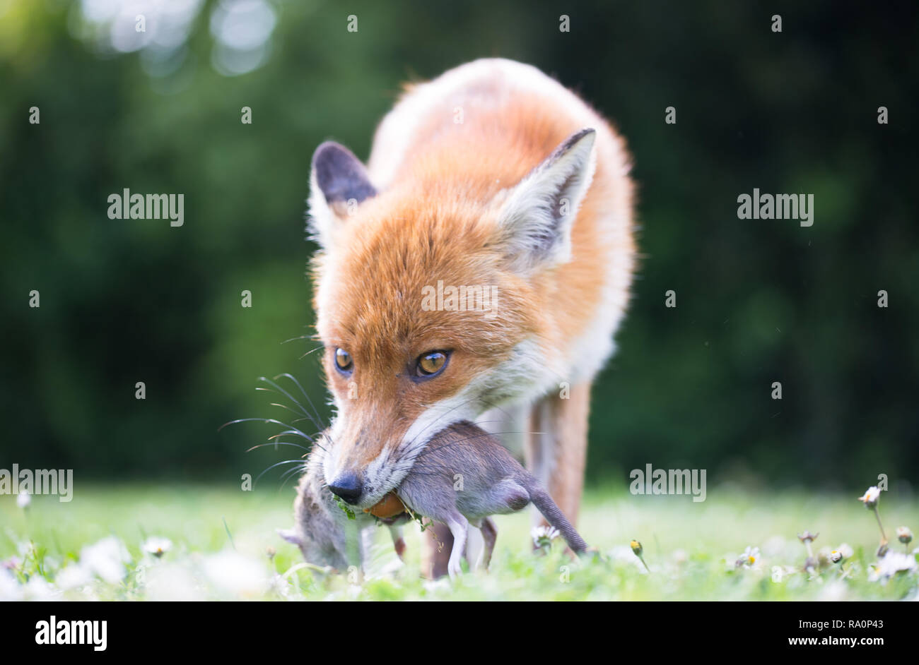 Un renard roux dans le sud ouest de Londres avec un rat fraîchement pêché. Banque D'Images