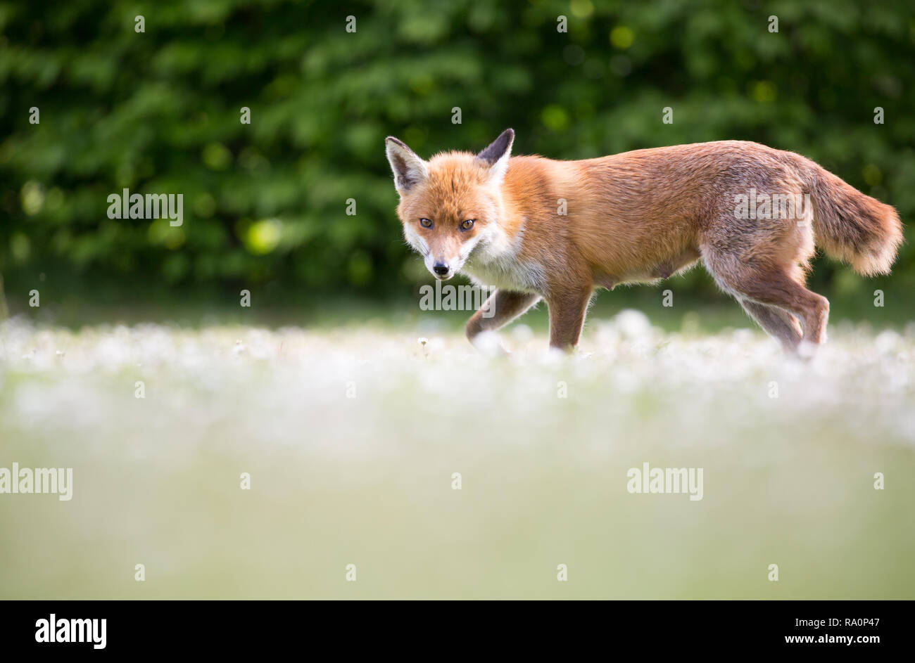 Un renard roux dans le sud ouest de Londres. Banque D'Images