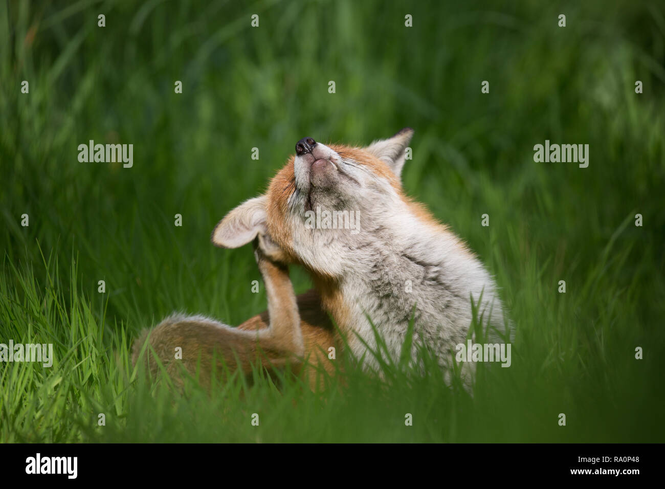 Un renard roux gratter dans l'herbe dans le sud ouest de Londres. Banque D'Images
