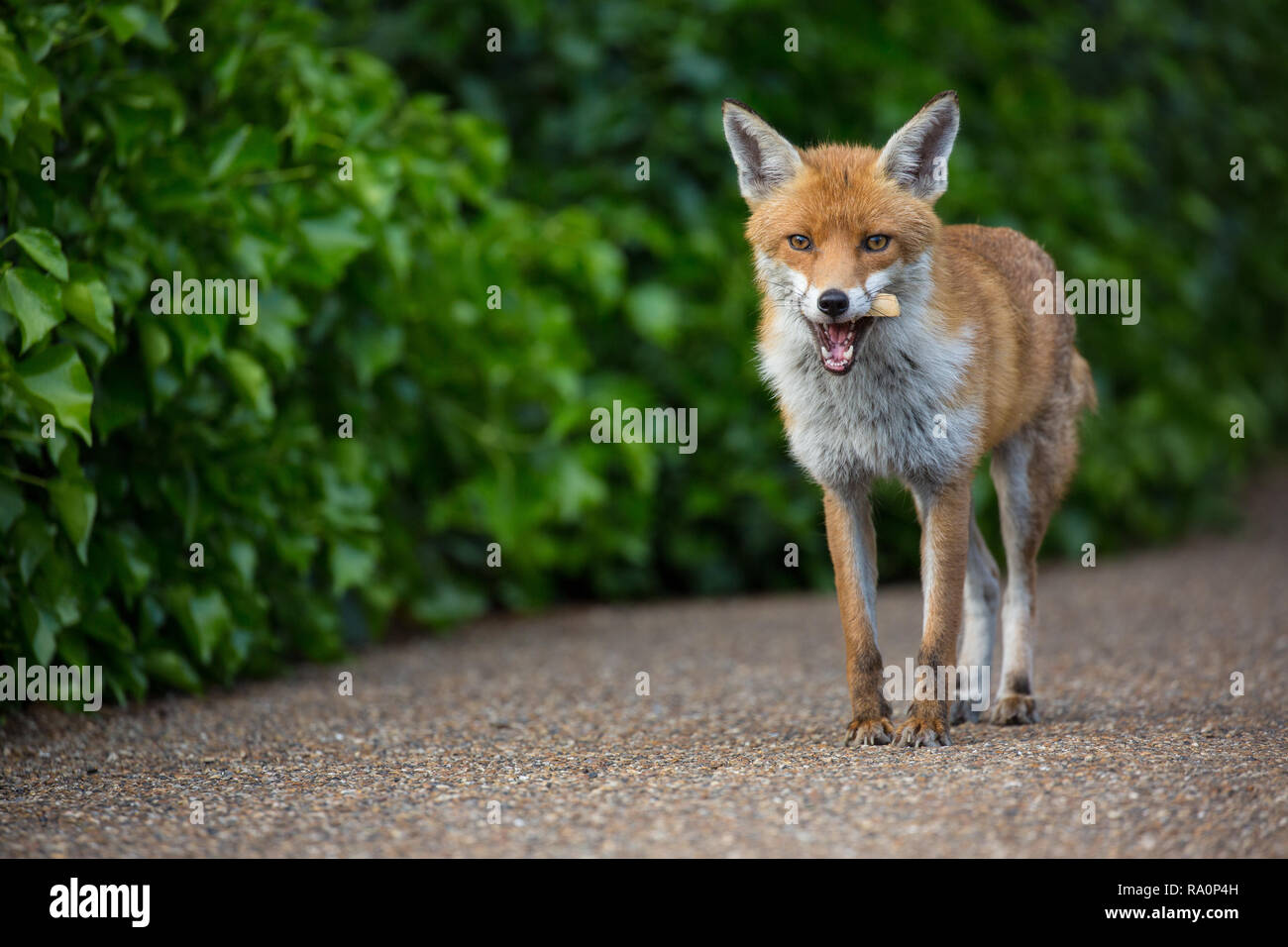 Un renard roux dans le sud ouest de Londres. Banque D'Images