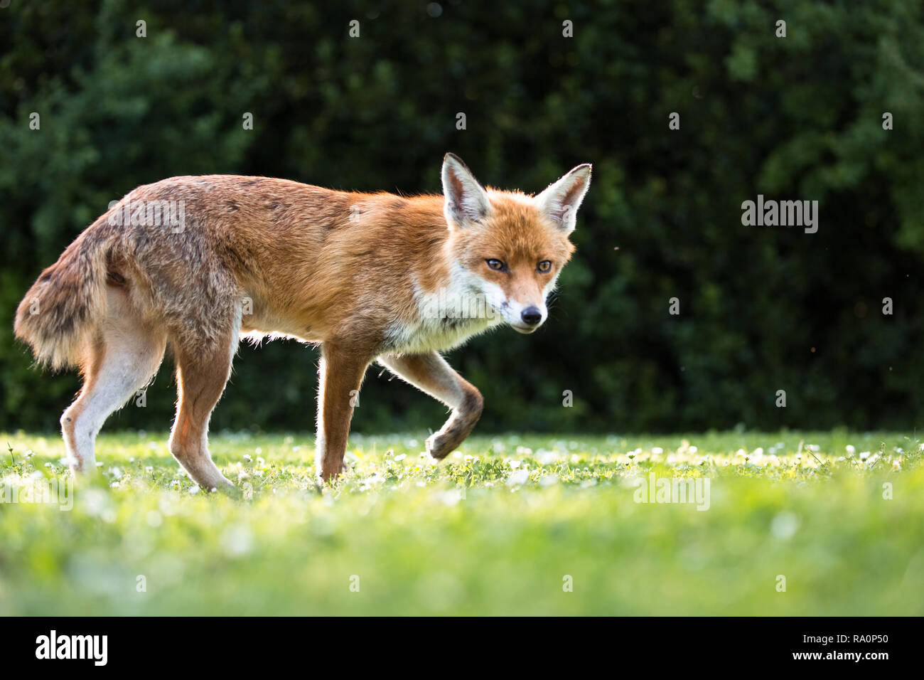 Un renard roux dans le sud ouest de Londres. Banque D'Images