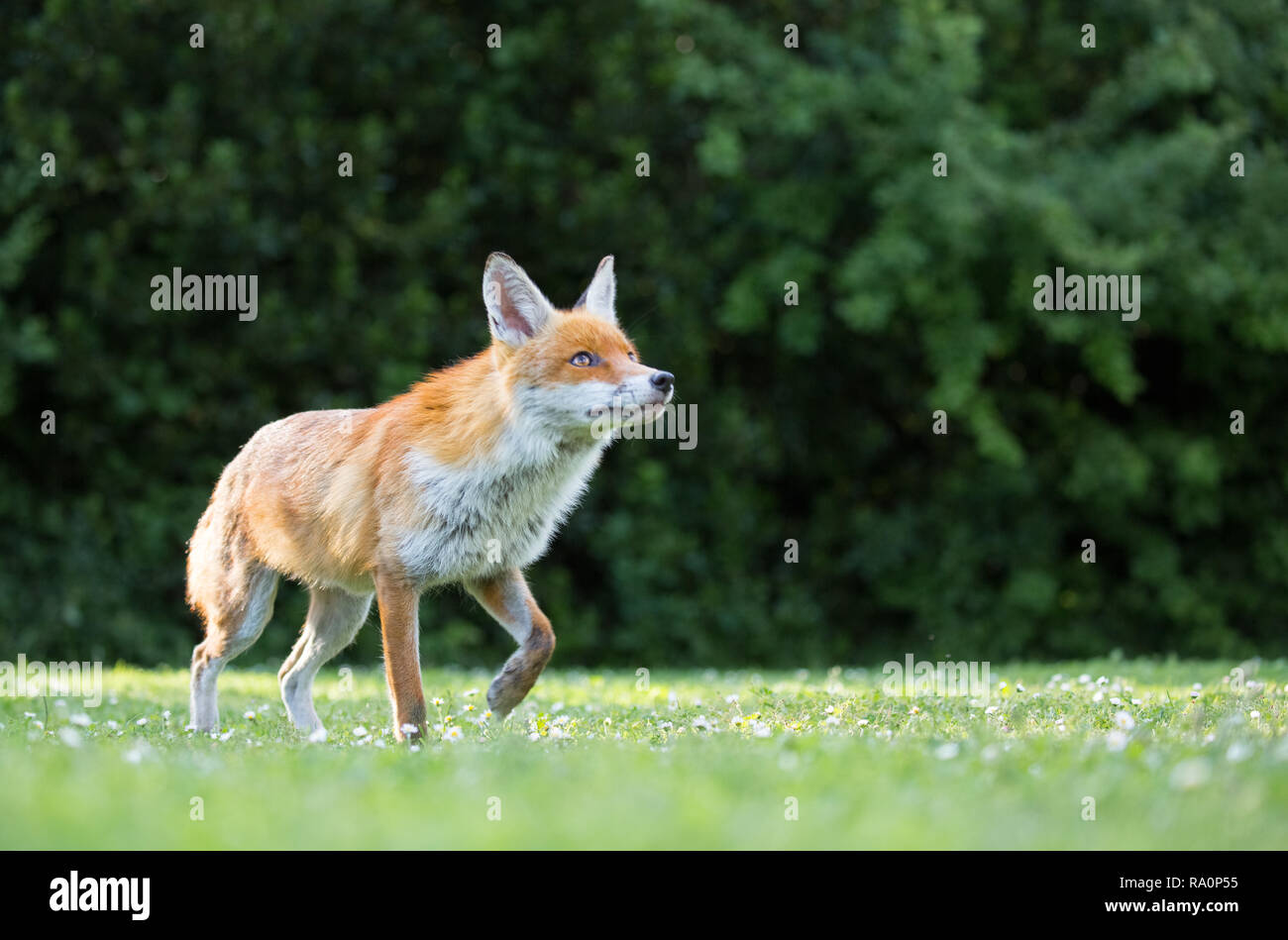 Un renard roux dans le sud ouest de Londres. Banque D'Images