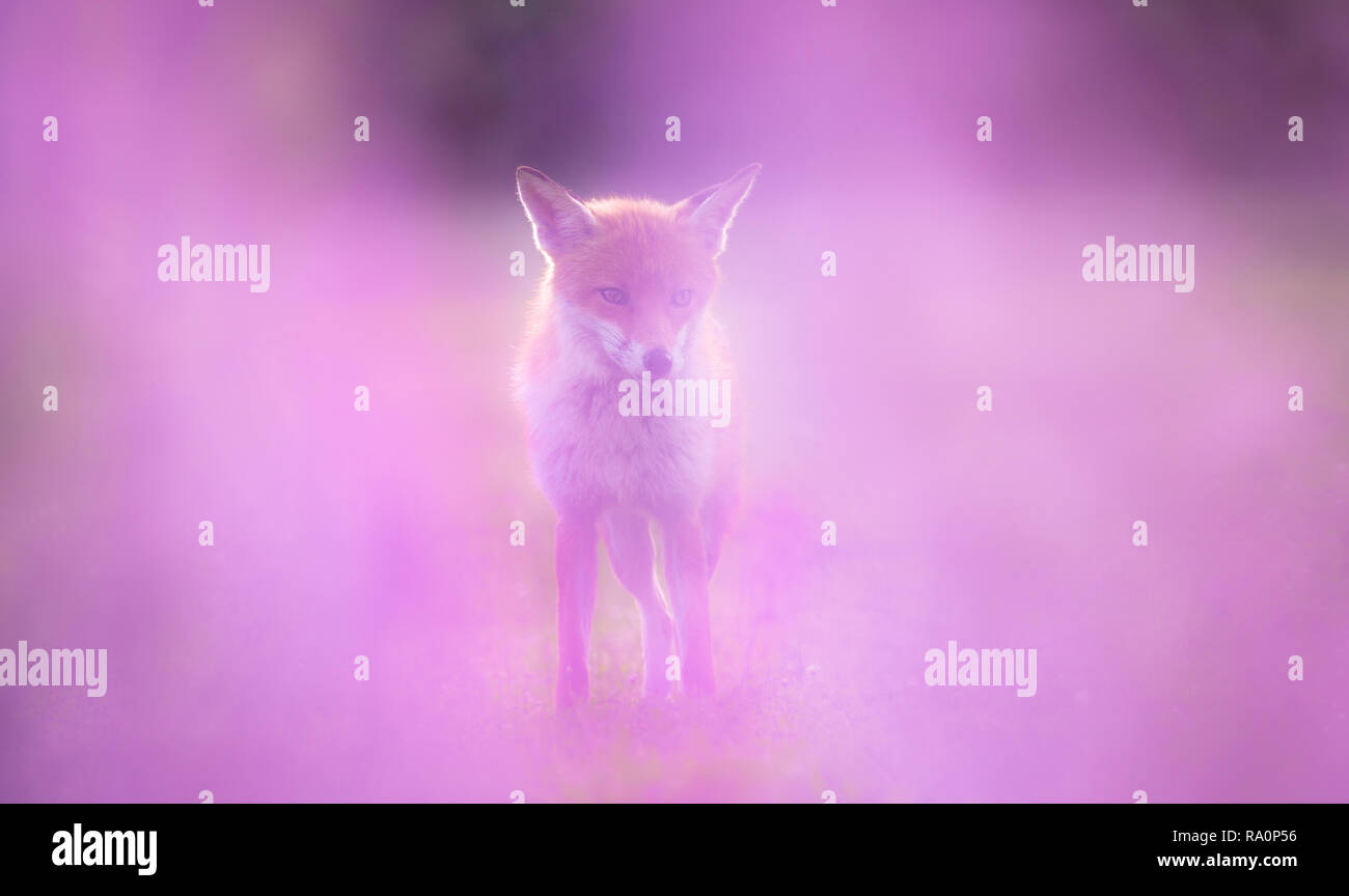 Un renard roux dans le sud ouest de Londres. Banque D'Images