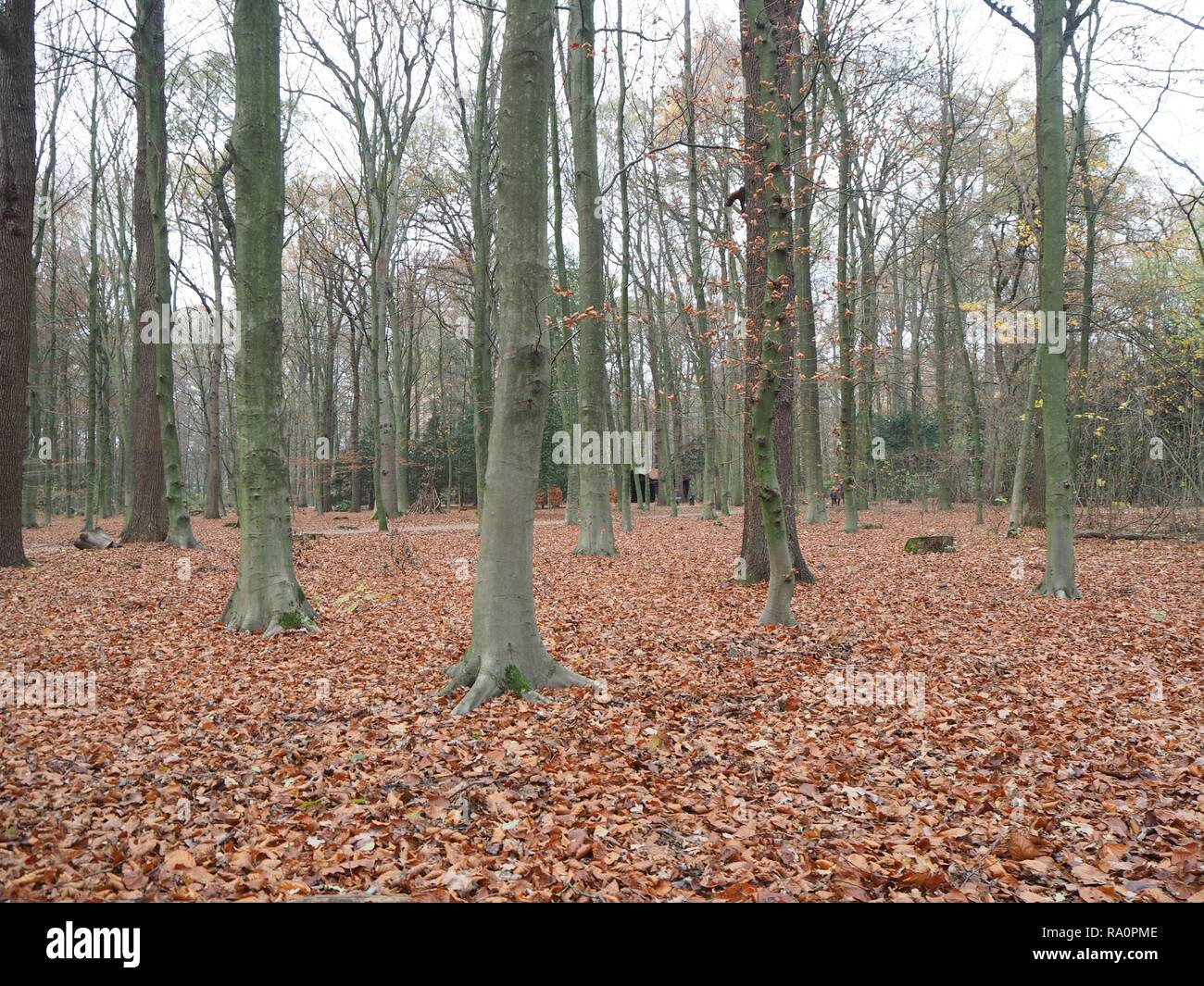 Couleur d'automne forêt avec tronc d'arbre vert et marron et feuilles rouges à Hambourg, Allemagne. Banque D'Images