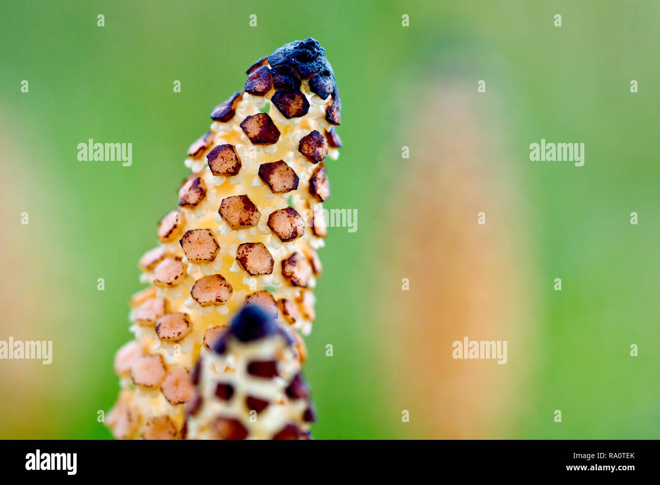 La prêle des champs (Equisetum arvense), de près de l'épi très primitive à la floraison avec une faible profondeur de champ. Banque D'Images