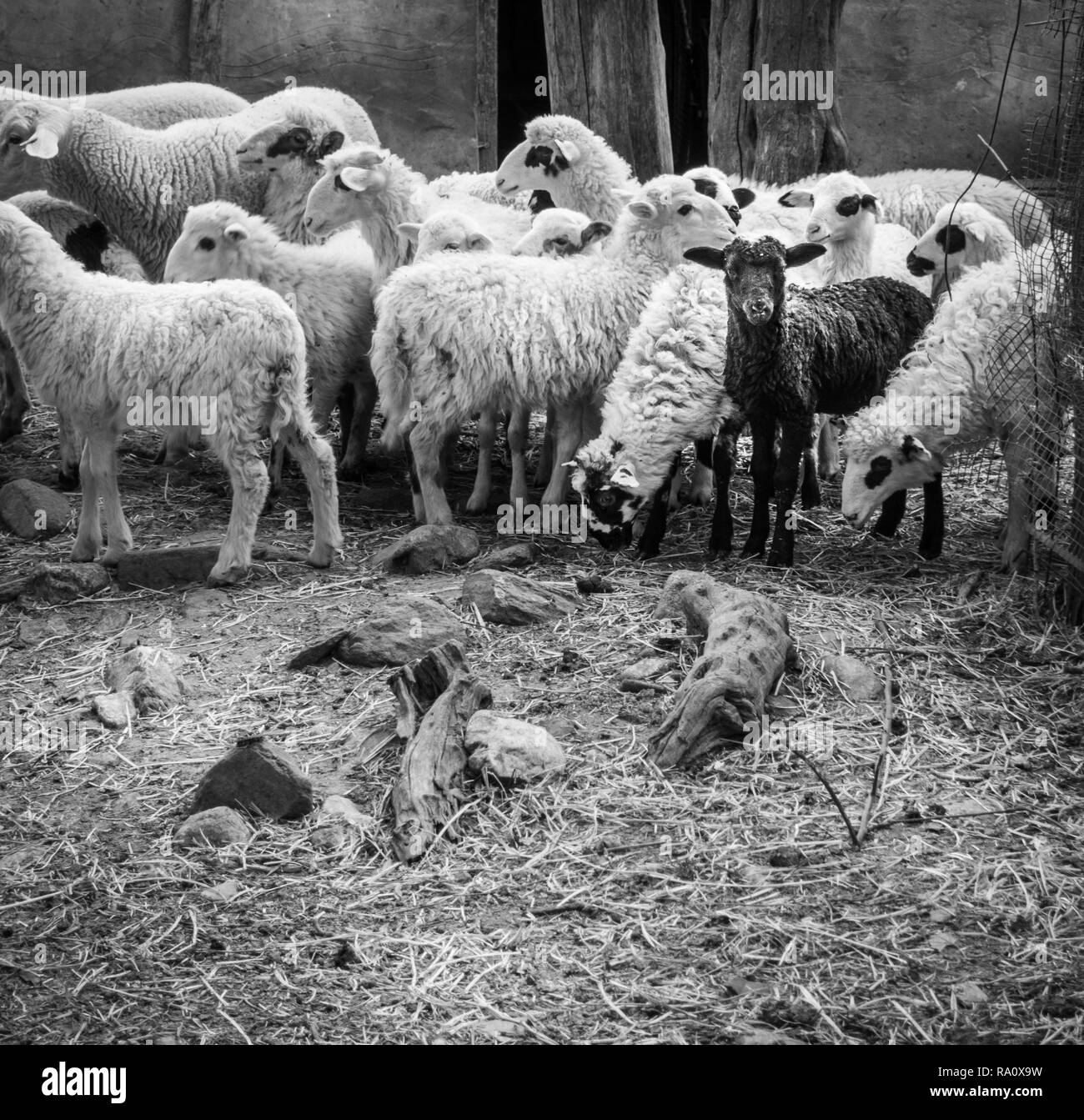 Troupeau de moutons paissant Crete Grèce Europe Banque D'Images