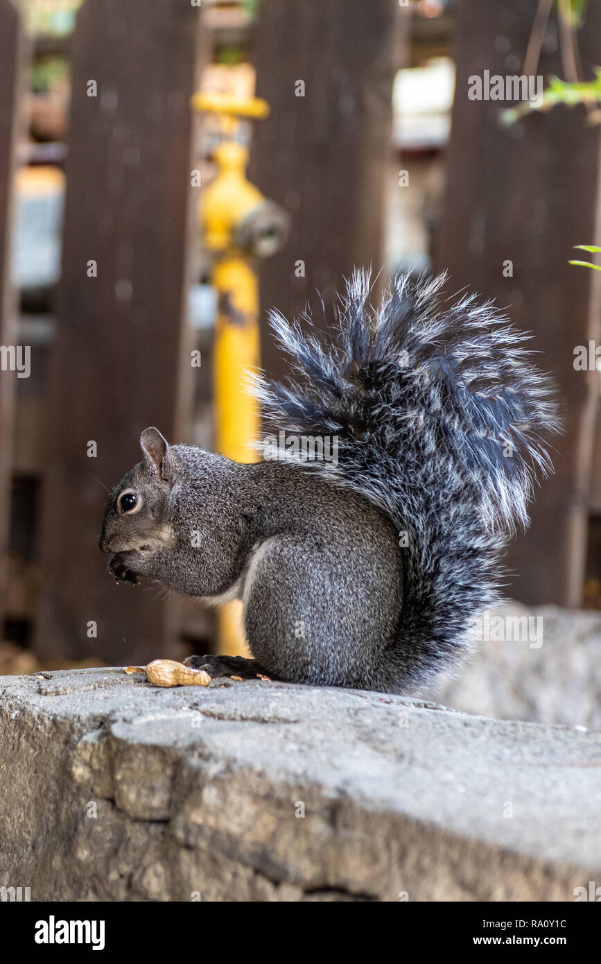 Friendly tree squirrel avec grande queue touffue reposant sur mur de pierre de manger une nourriture d'arachide de la ville rurale. Banque D'Images