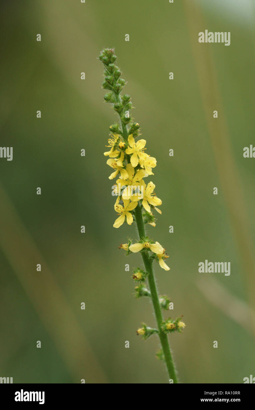 Aigremoine (Agrimonia eupatoria) Banque D'Images