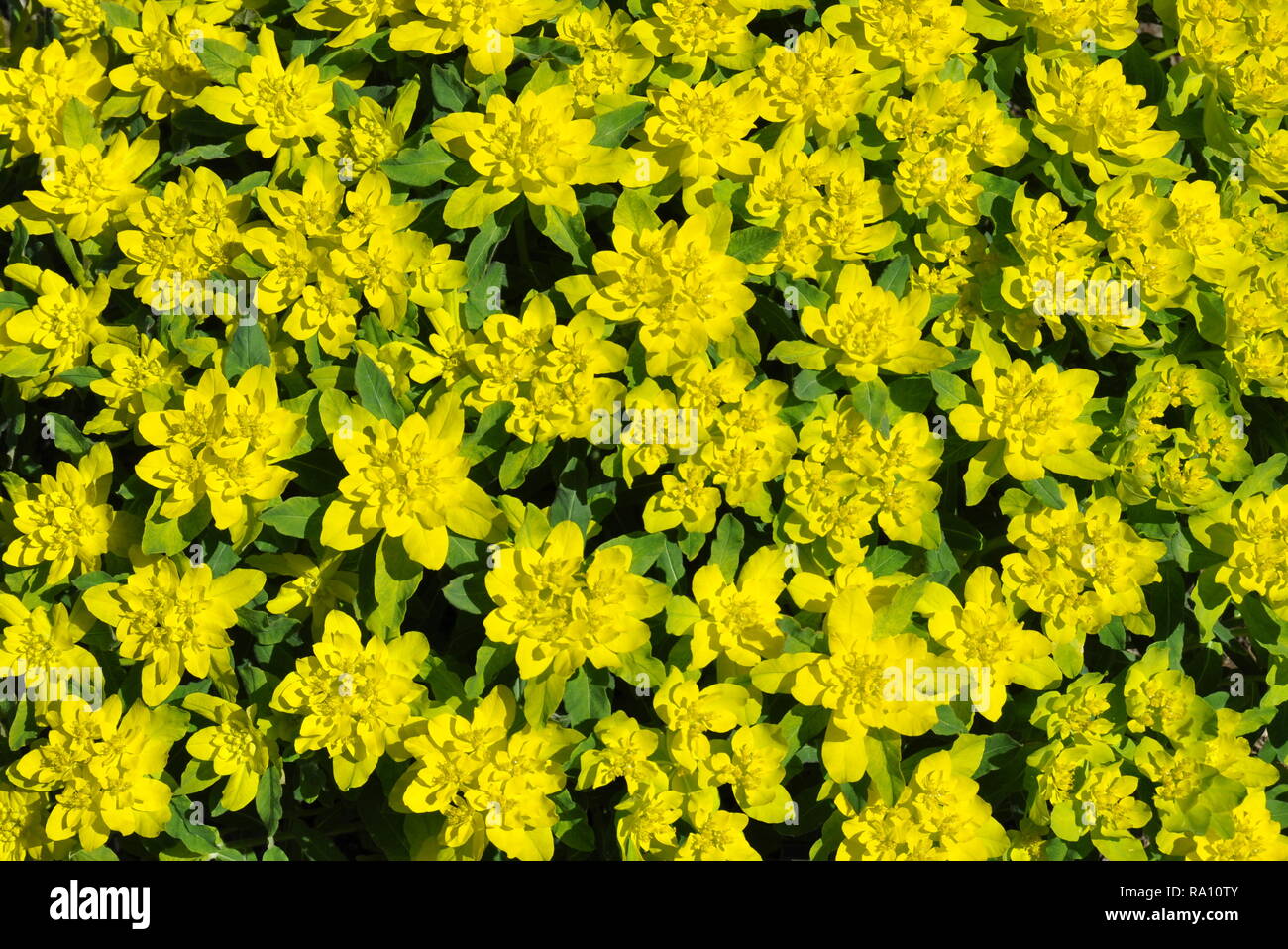 L'euphorbe coussin Euphorbia polycroma la floraison au début du printemps Banque D'Images