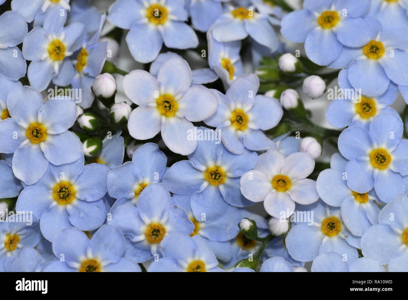 Gros plan sur le bleu de l'eau de fleurs sauvages forget-me-not Myosotis scorpioides Banque D'Images