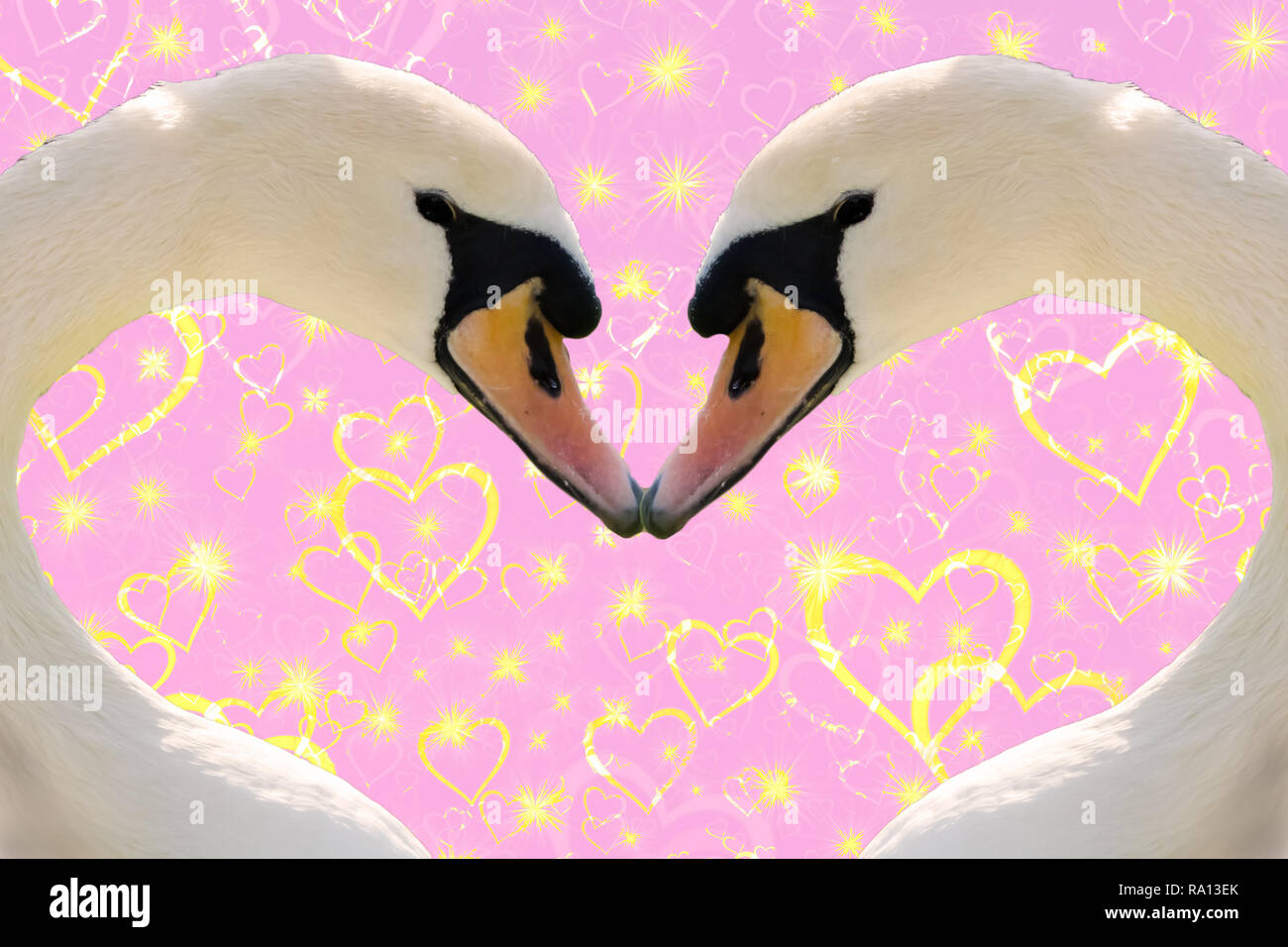 Valentines Day concept, deux cygnes en forme de coeur ensemble isolé sur un fond rose avec des coeurs mousseux d'or Banque D'Images
