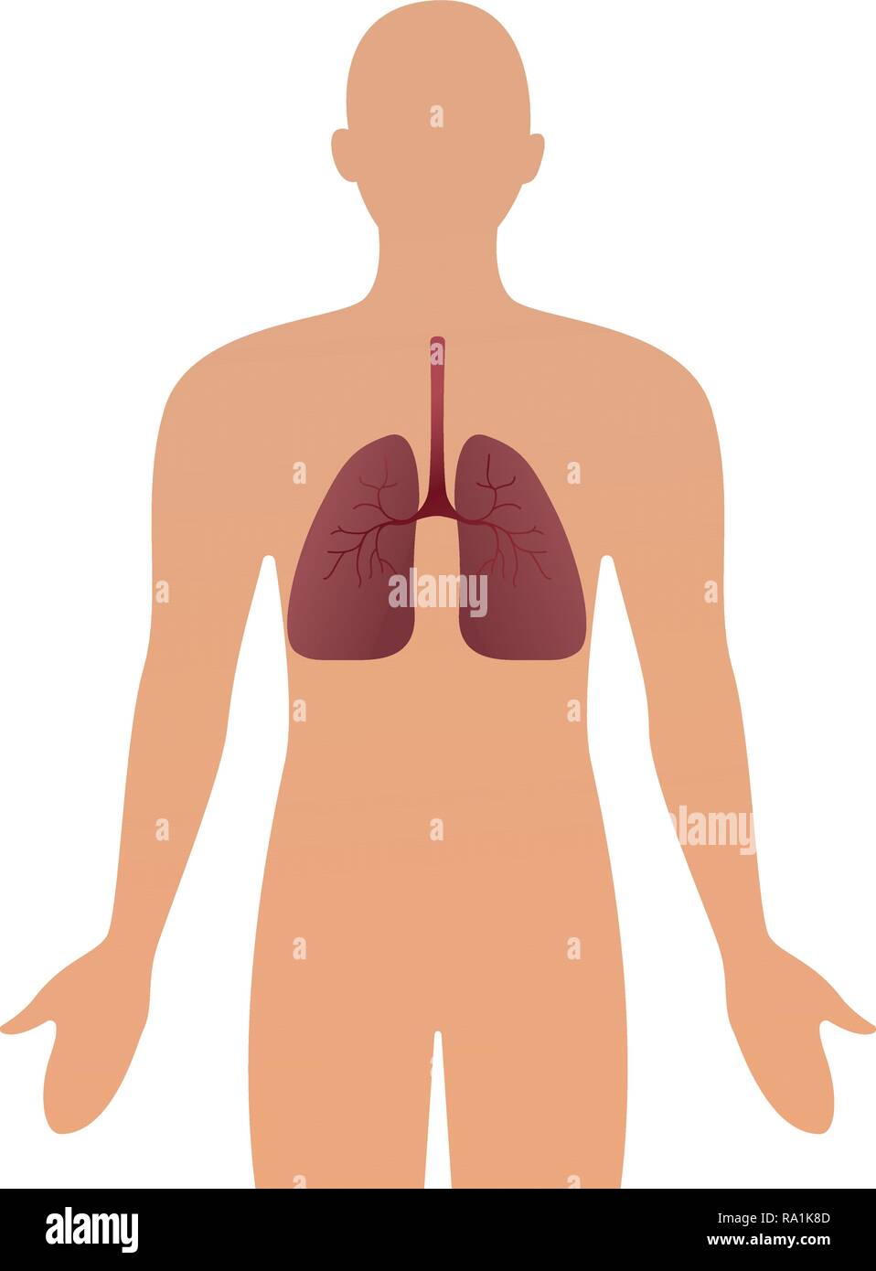 Les droits de l'ossature à l'inflammation des voies respiratoires des poumons montrant les maladies comme l'asthme et la bronchite vector illustration. Illustration de Vecteur