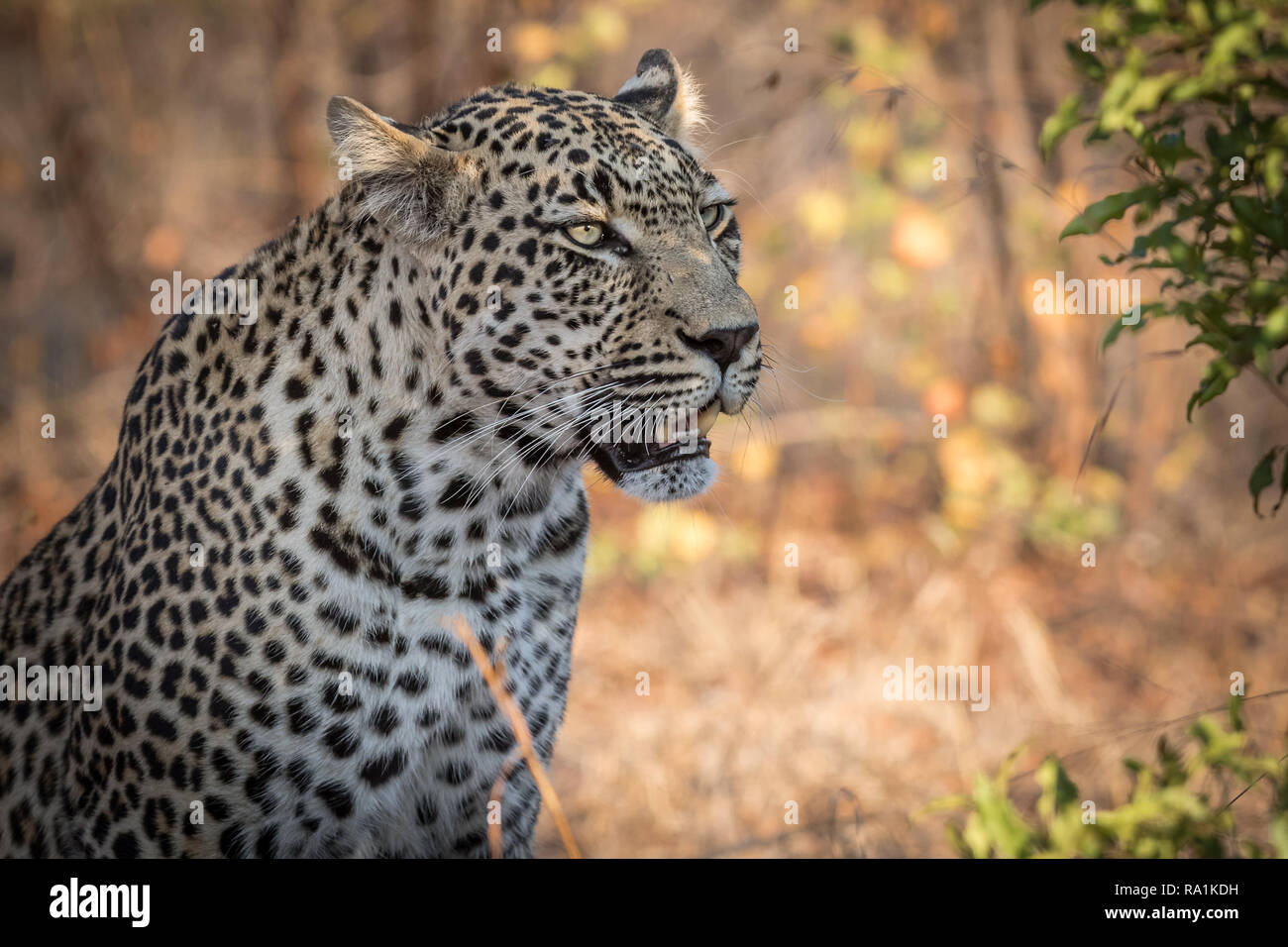 Beau mâle leopard le Scoutisme pour les proies potentielles de la savane africaine. Banque D'Images