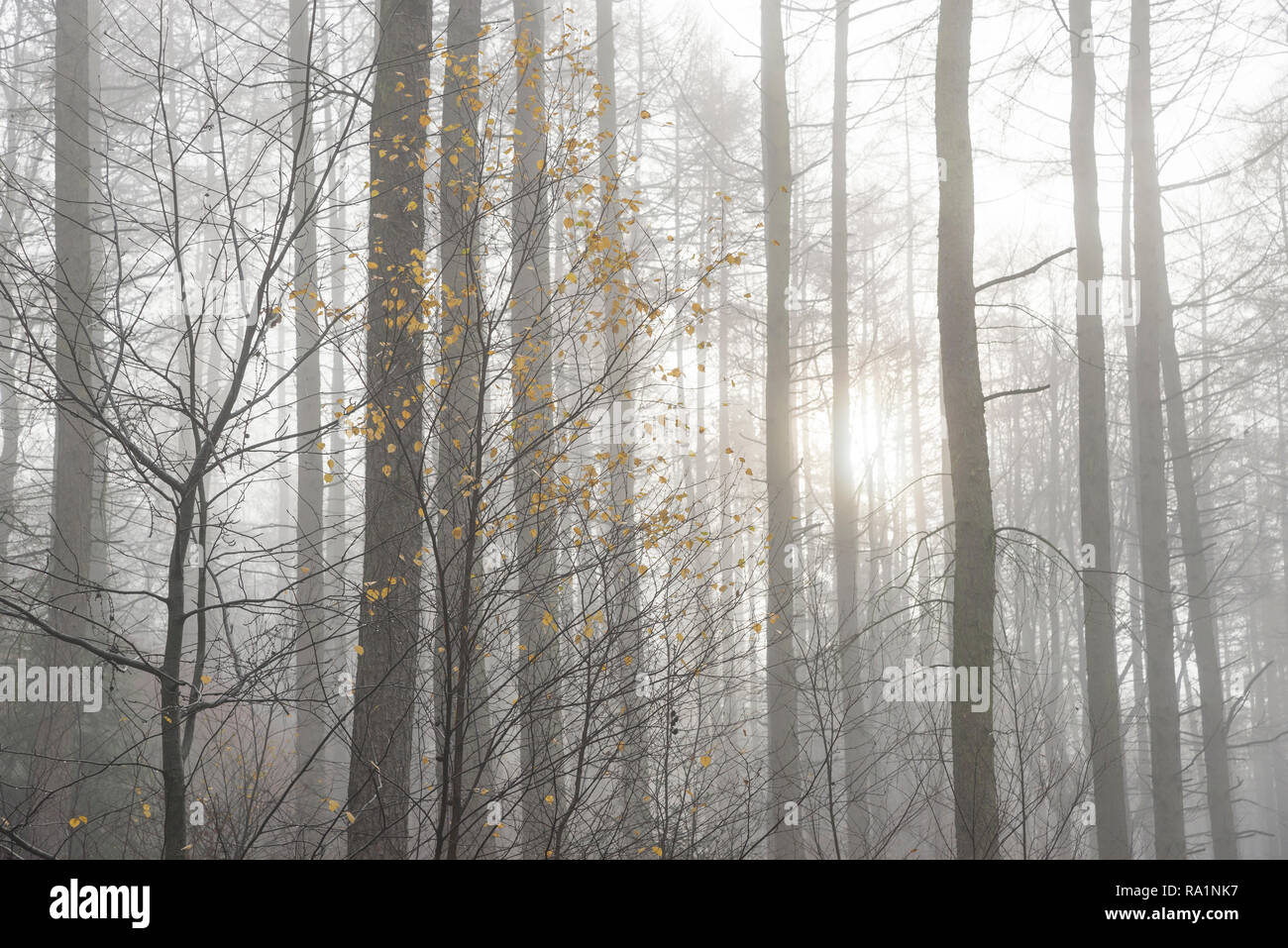 Matin d'hiver de l'atmosphère en Erncroft woods, Etherow country park, Stockport, Angleterre. Brouillard dans la forêt dense. Banque D'Images