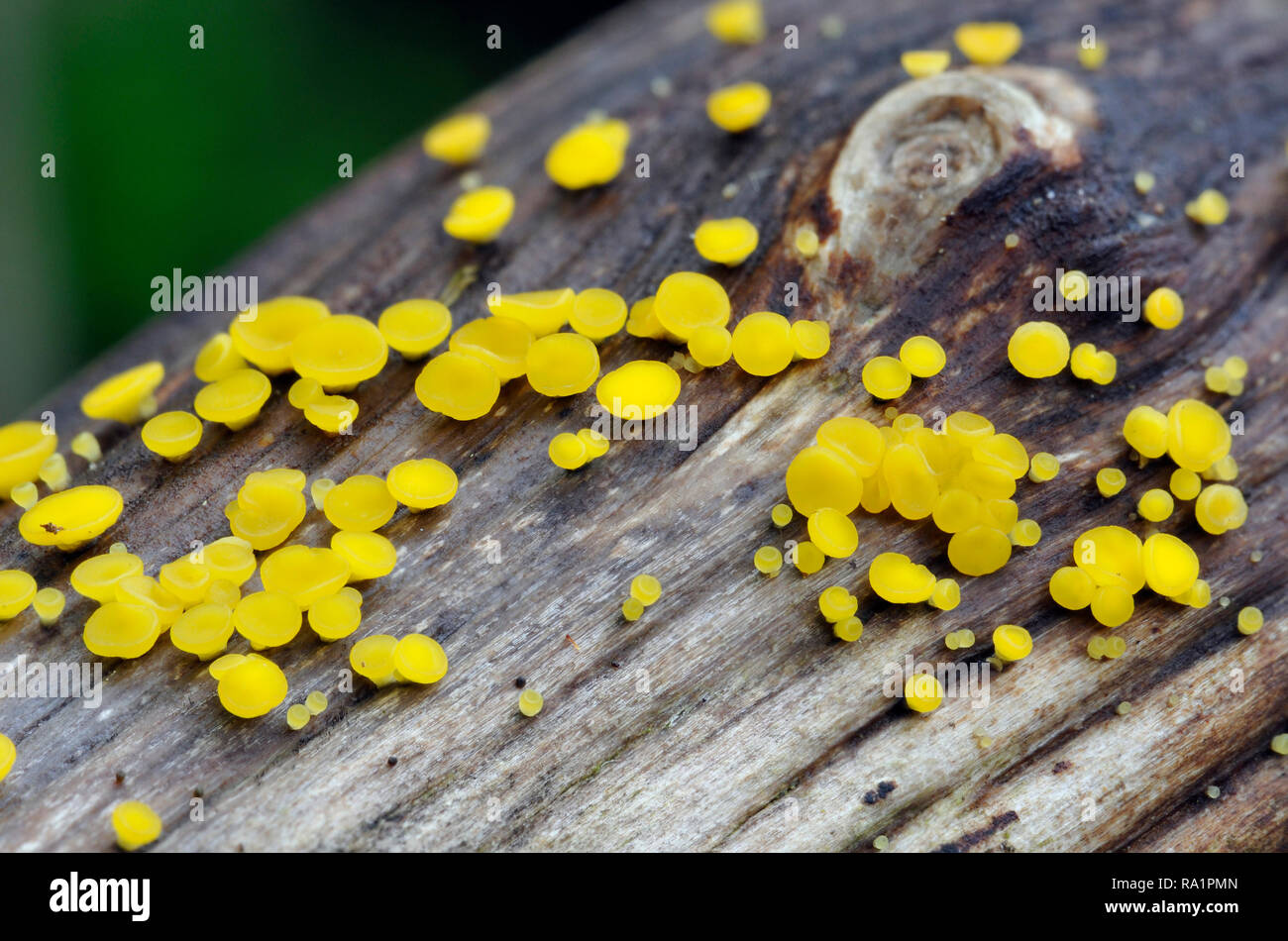 - Bisporella citrina Disco citron commun un champignon de pourriture du bois Banque D'Images
