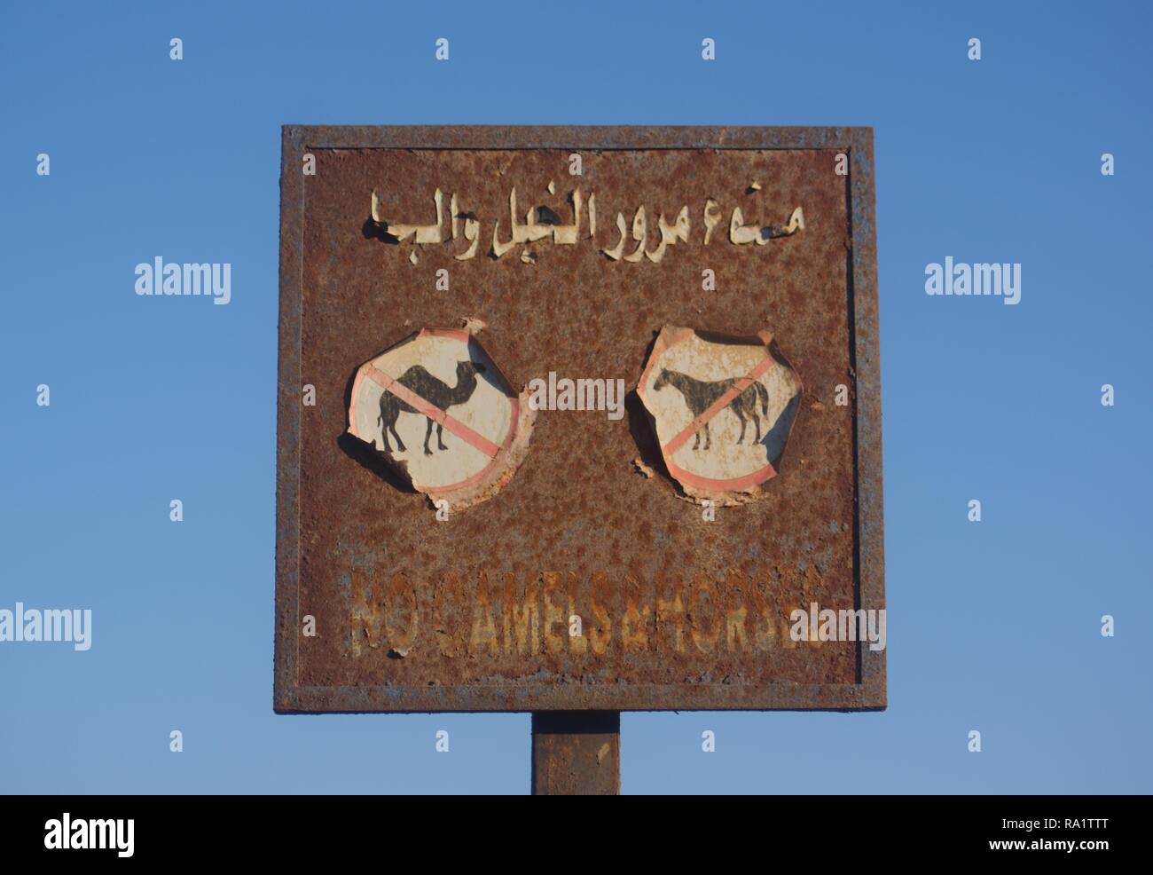 Pas de chameaux pas de chevaux signe à plage, Dahab, Egypte Banque D'Images