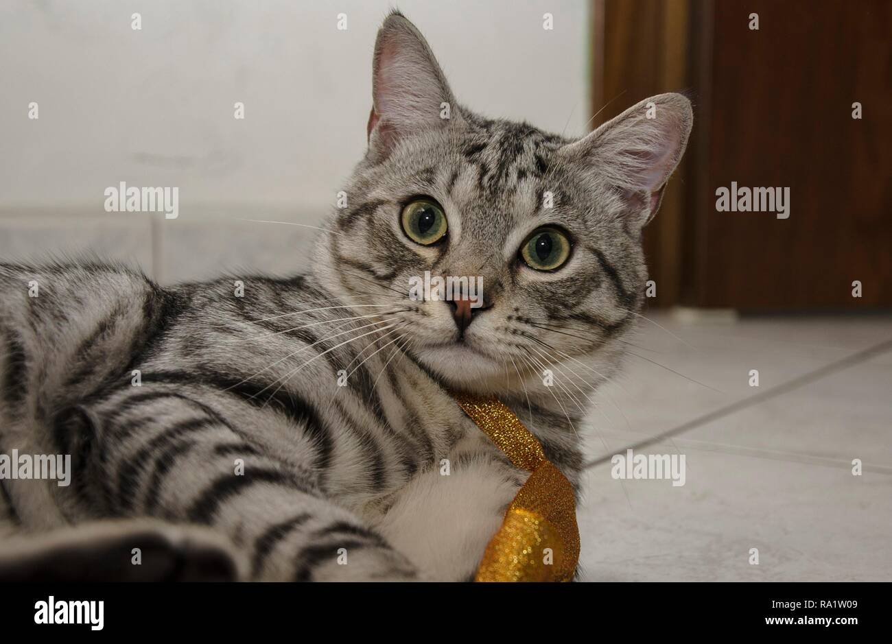 Close-up d'un élégant chat domestique dans une attitude ludique se trouvant sur le plancher Banque D'Images