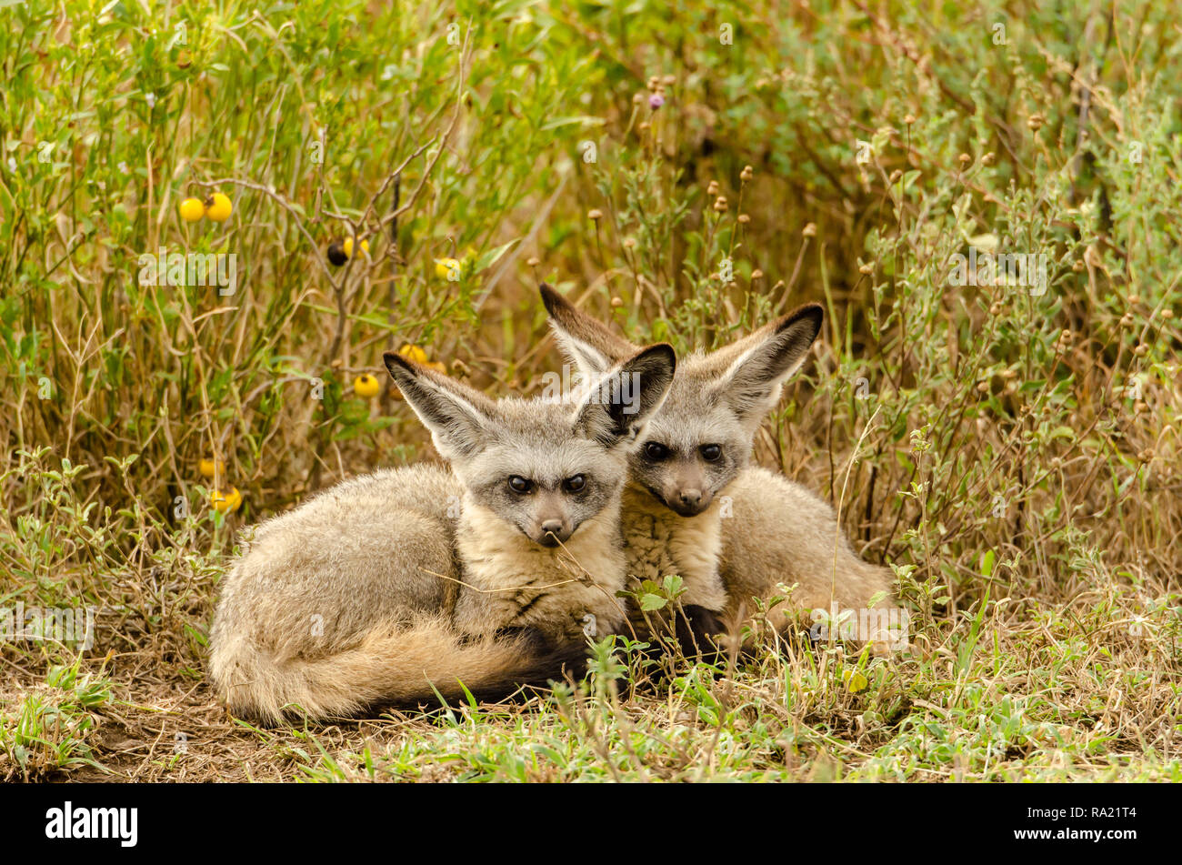 Bat-eared fox (Otocyon megalotis) bébés à cajoler dans le parc de Tanzanie, Afrique Banque D'Images