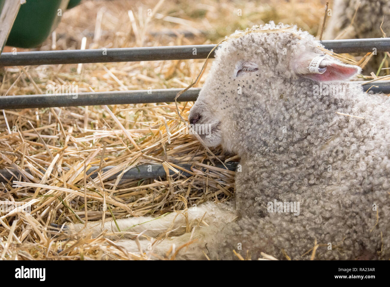 Un jeune agneau assis et reposant contre une clôture métallique entouré par hay Banque D'Images