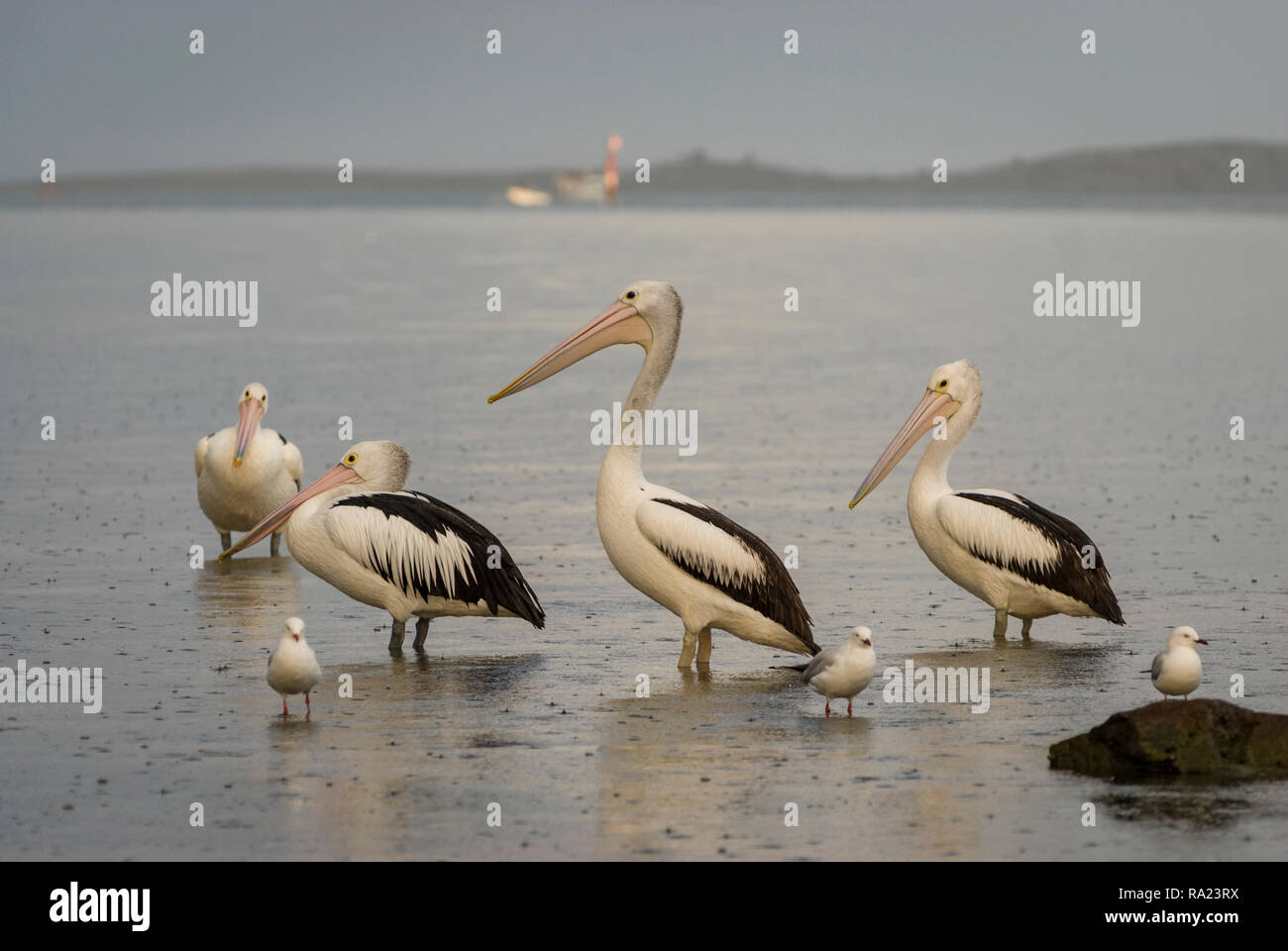 Quatre pélicans et trois mouettes les intempéries pluie en Australie Victoria côtières Banque D'Images