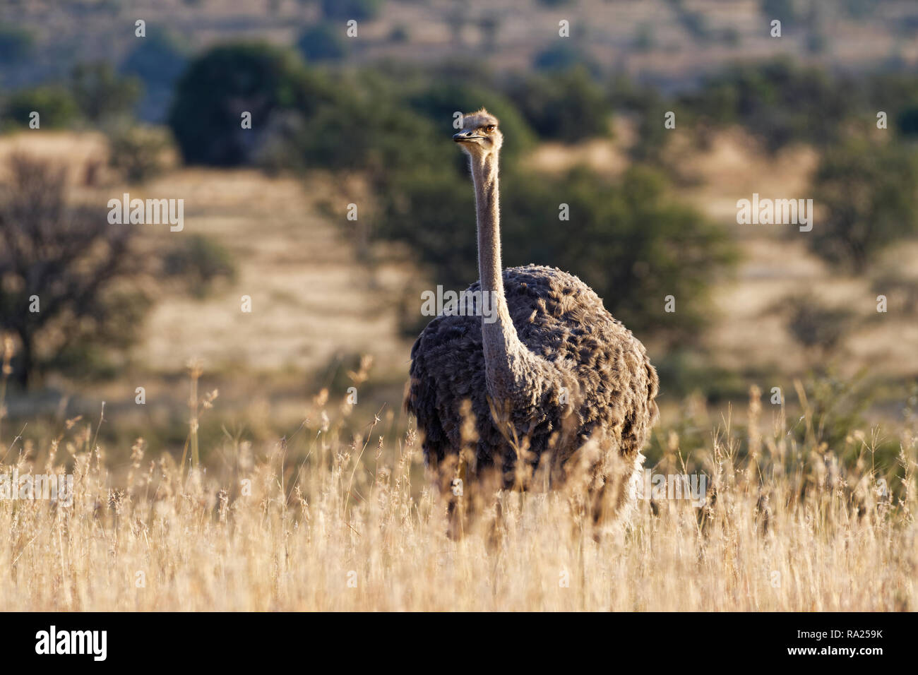 Autruche d'Afrique du Sud (Struthio camelus australis), femelle adulte, debout dans la prairie ouverte, alerte, Mountain Zebra National Park, Eastern Cape, South Banque D'Images