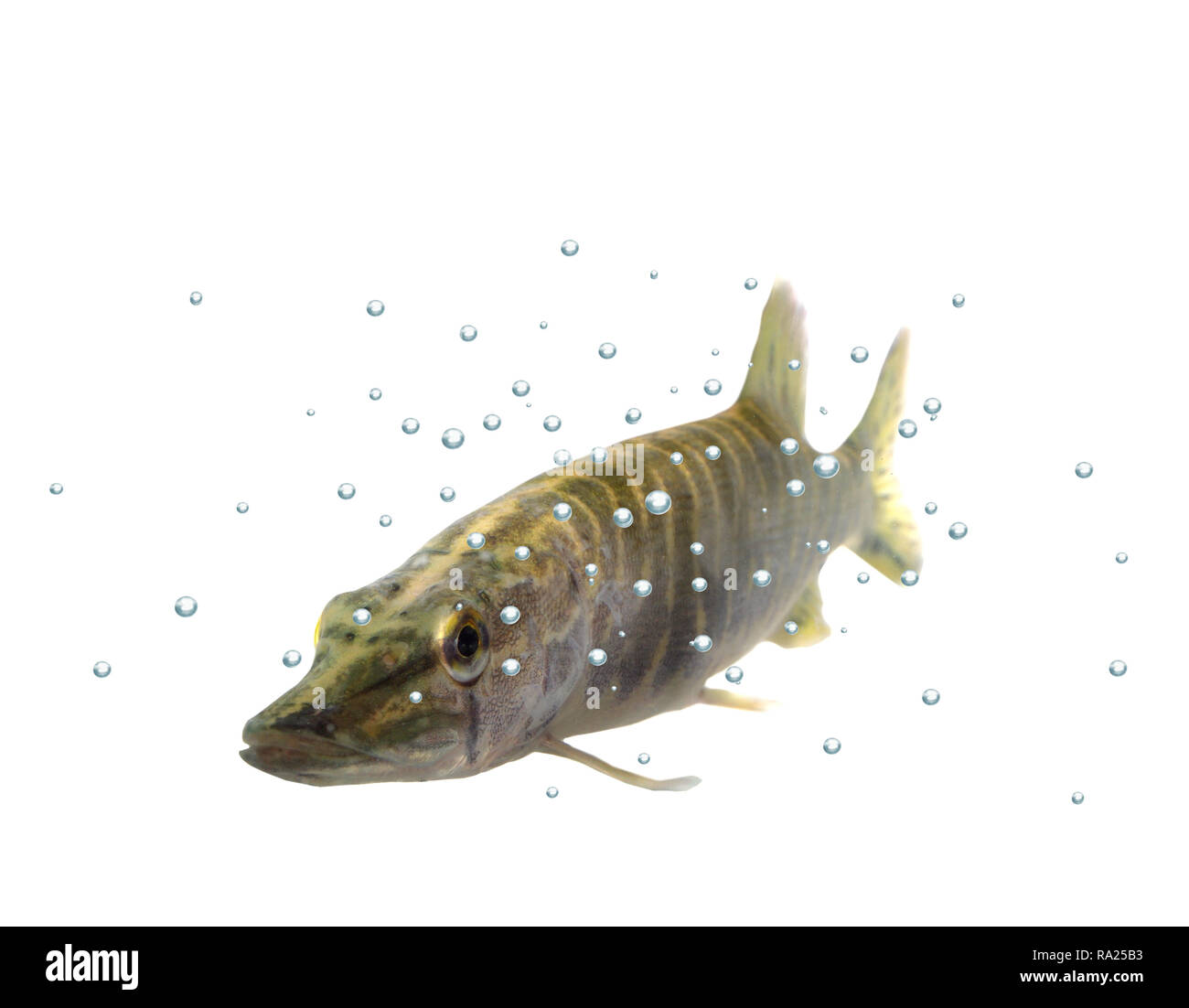 Pike long avec des bulles sur fond blanc Banque D'Images