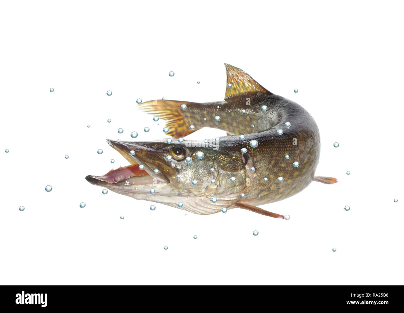 Pike long avec des bulles sur fond blanc Banque D'Images