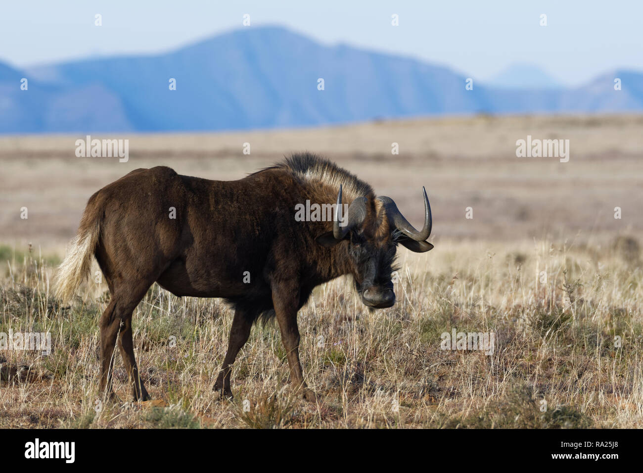 Le gnou (Connochaetes gnou noir), mâle adulte, debout dans la prairie ouverte, Mountain Zebra National Park, Eastern Cape, Afrique du Sud, l'Afrique Banque D'Images