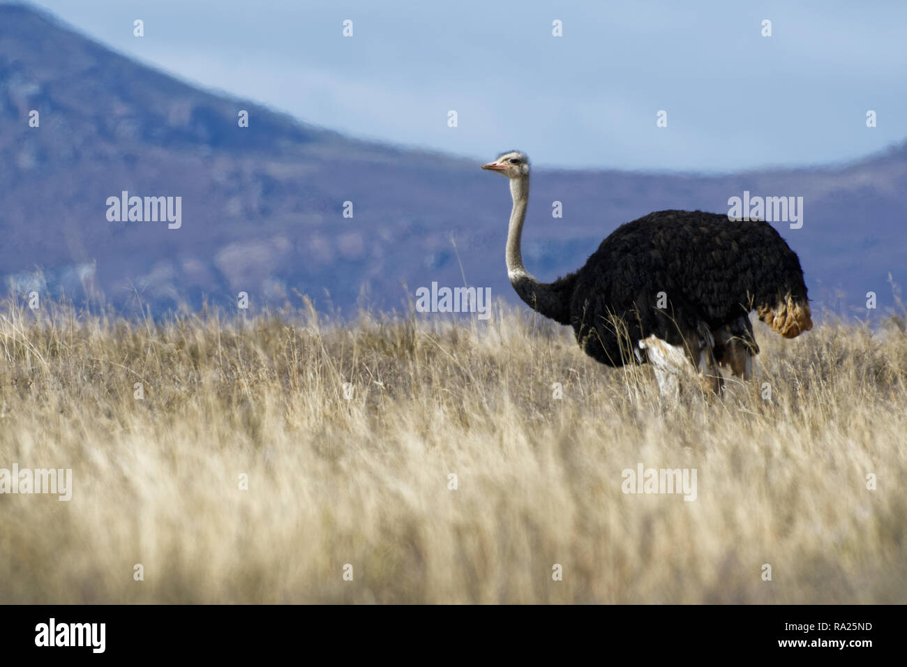 Autruche d'Afrique du Sud (Struthio camelus australis), mâle adulte, dans les prairies ouvertes, de nourriture, de Mountain Zebra National Park, Eastern Cape, Afrique du Sud, Banque D'Images