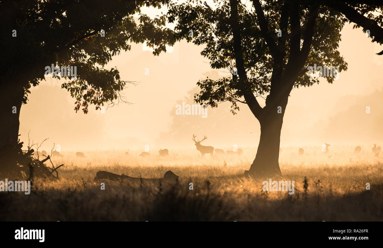 Red Deer pendant le rut dans la lumière du matin à Richmond Park, Londres. Banque D'Images
