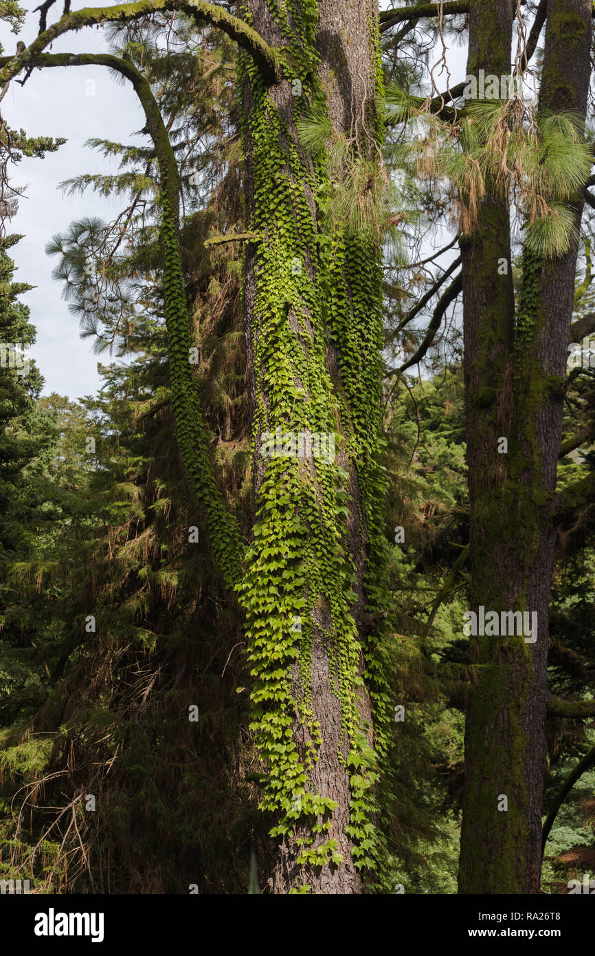 Hedera canariensis usine Evergreen connu sous le lierre grimpant des Canaries l'arbre Banque D'Images