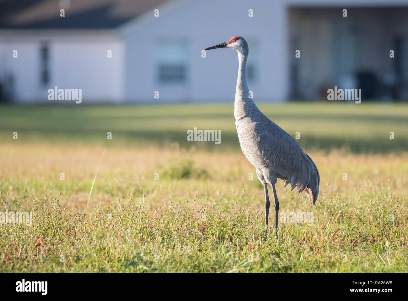 Une grue du Canada de fourrages pour son petit-déjeuner dans une résidence dans la région de Hunter's Creek près d'Orlando, en Floride. Banque D'Images