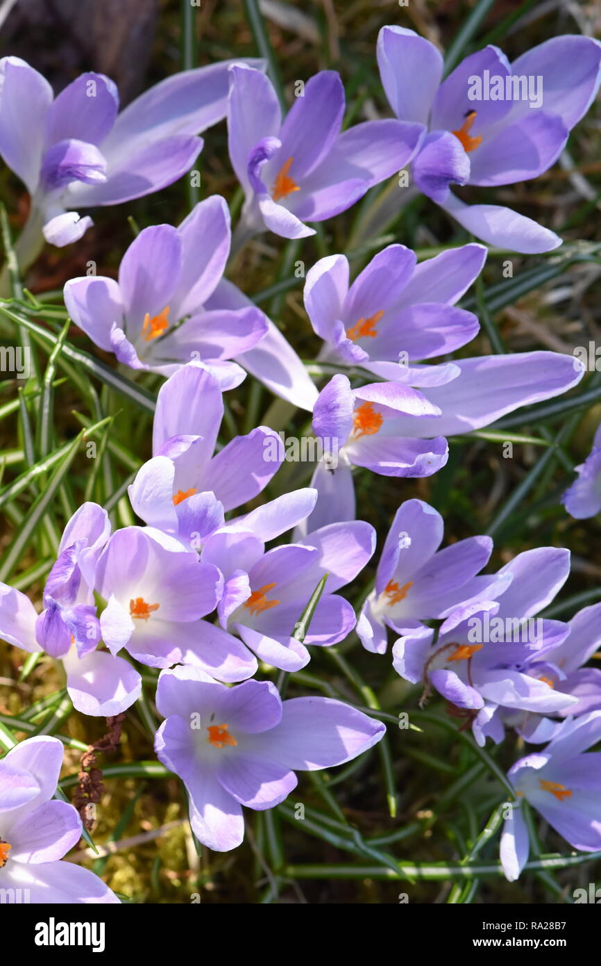 Groupe de floraison de crocus mauve au début du printemps Banque D'Images