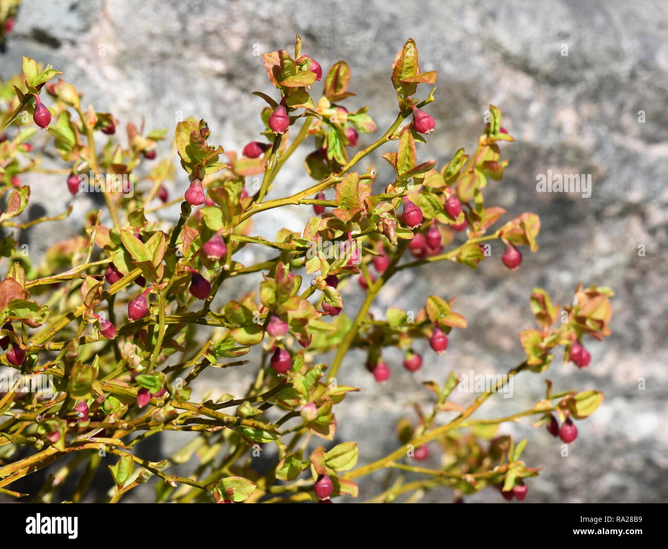 La myrtille Vaccinium myrtillus bush européenne avec les fleurs rouges Banque D'Images