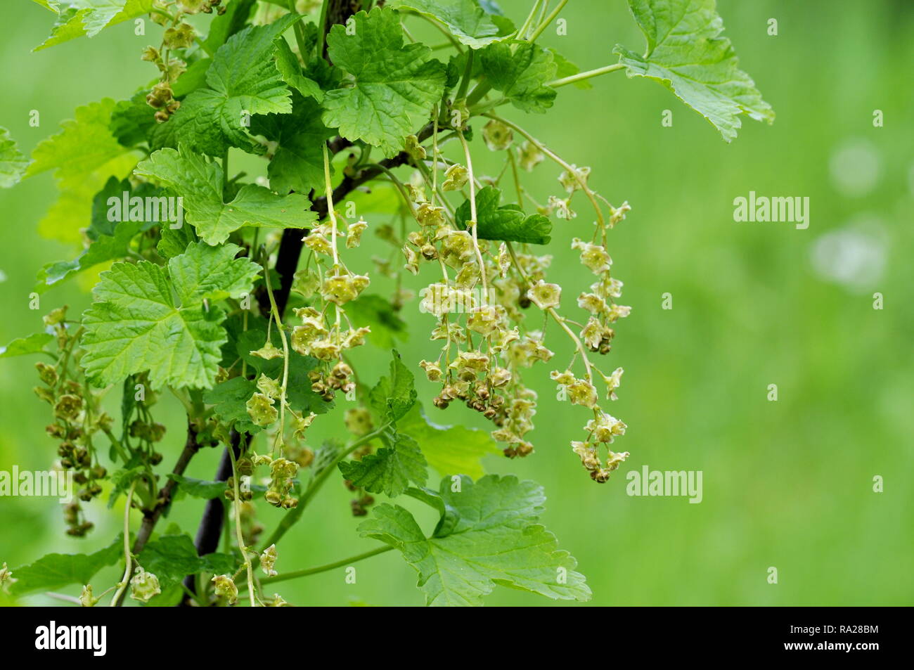 Arbuste Ribes rubrum groseillier rouge avec des fleurs et du feuillage au printemps Banque D'Images