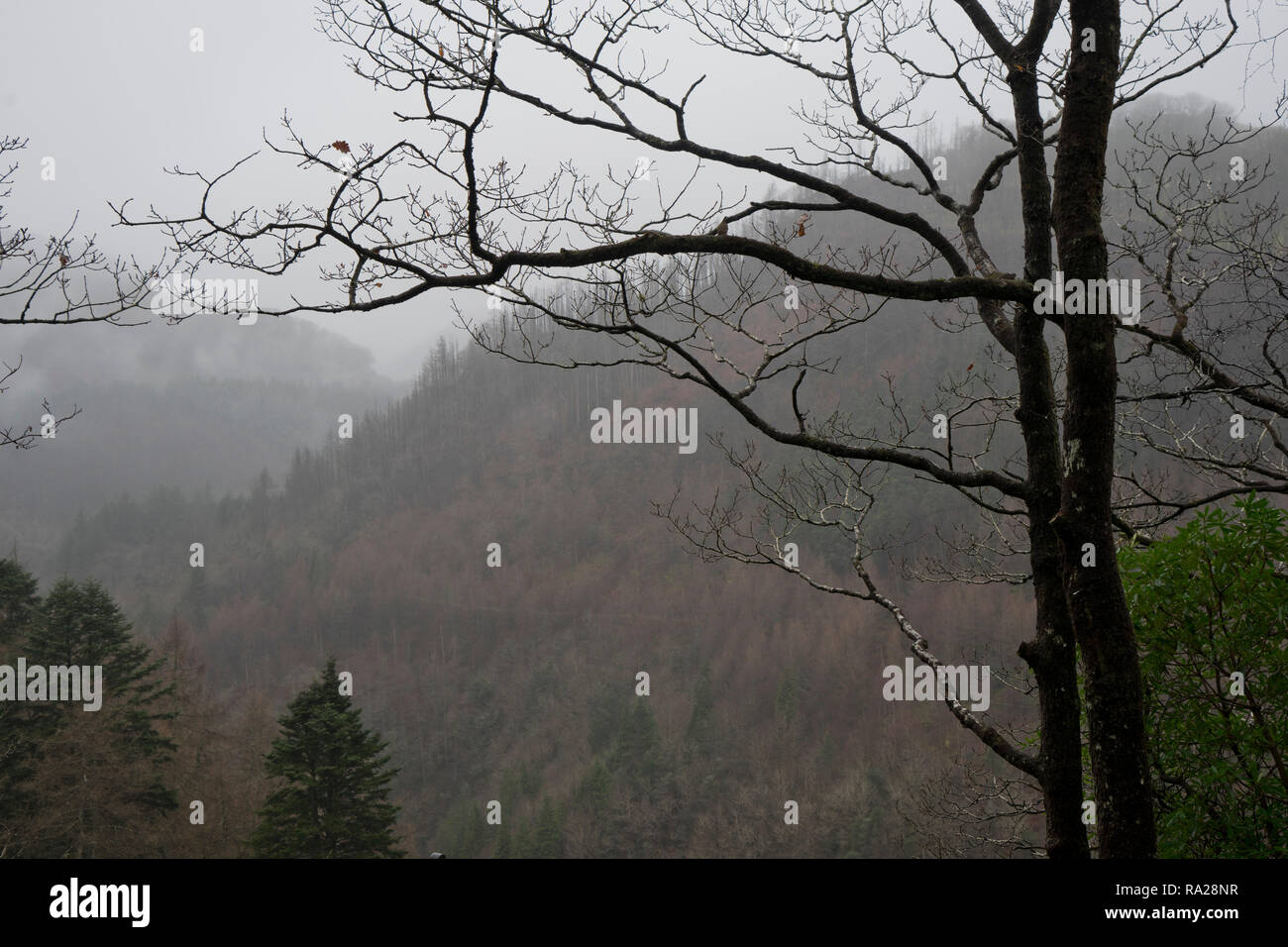 Vue sur la forêt par le Pont du Diable Falls (Pontarfynach) près d'Aberystwyth, Ceredigion, pays de Galles, Royaume-Uni Banque D'Images