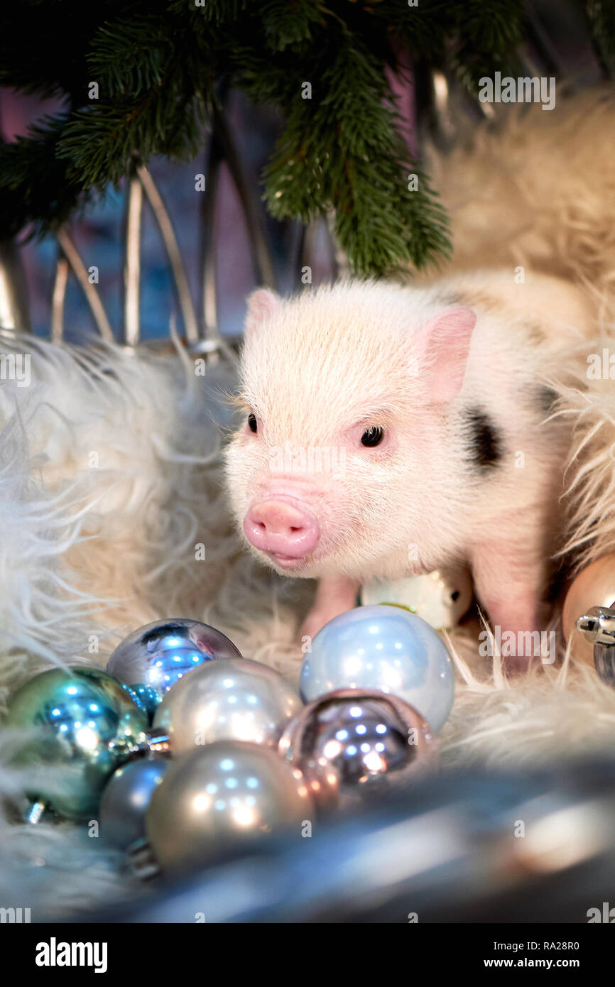 Mini Pig Piglet Banque D Image Et Photos Alamy Mini Pig Piglet Banque D Image Et Photos Alamy