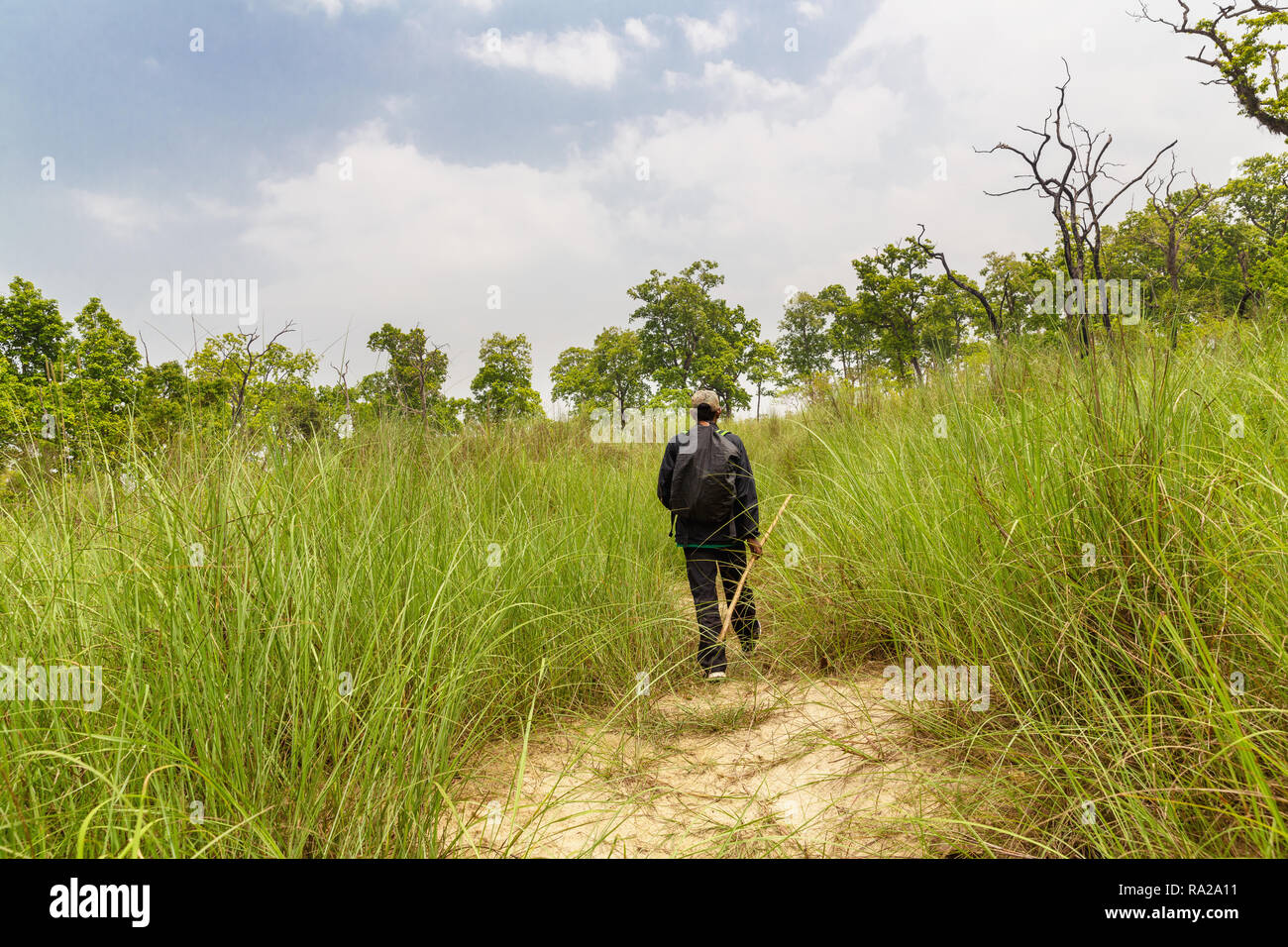 Randonnée homme népalais si grand elephant grass in Chitwan National Park, Kasara Chitwan, Népal, Asie Banque D'Images