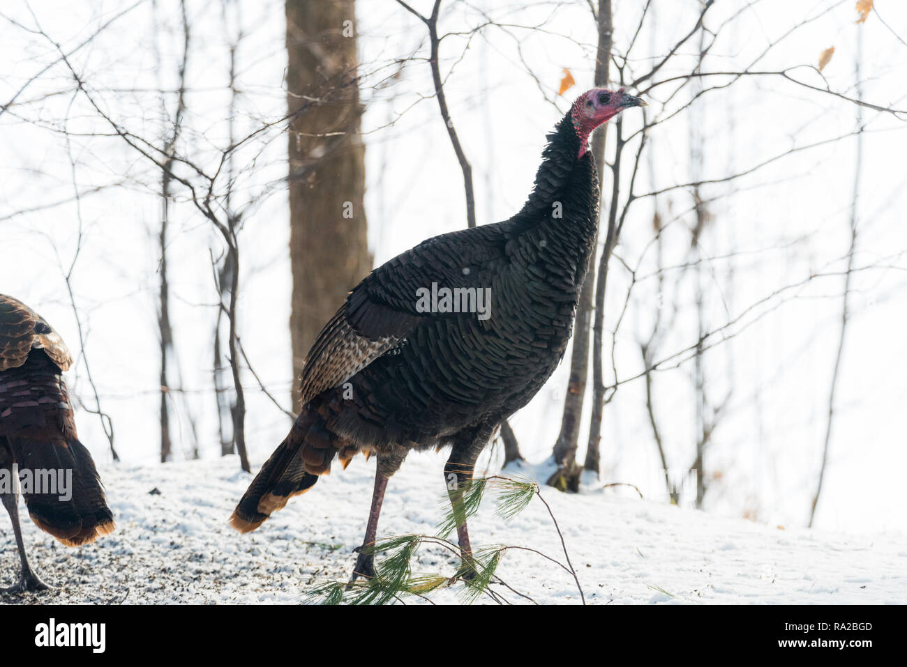 Le Dindon sauvage de l'est (Meleagris gallopavo silvestris) poule dans un bois d'hiver. Banque D'Images