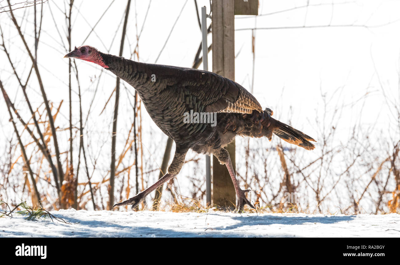 Le Dindon sauvage de l'est (Meleagris gallopavo silvestris) poule dans un bois d'hiver. Banque D'Images