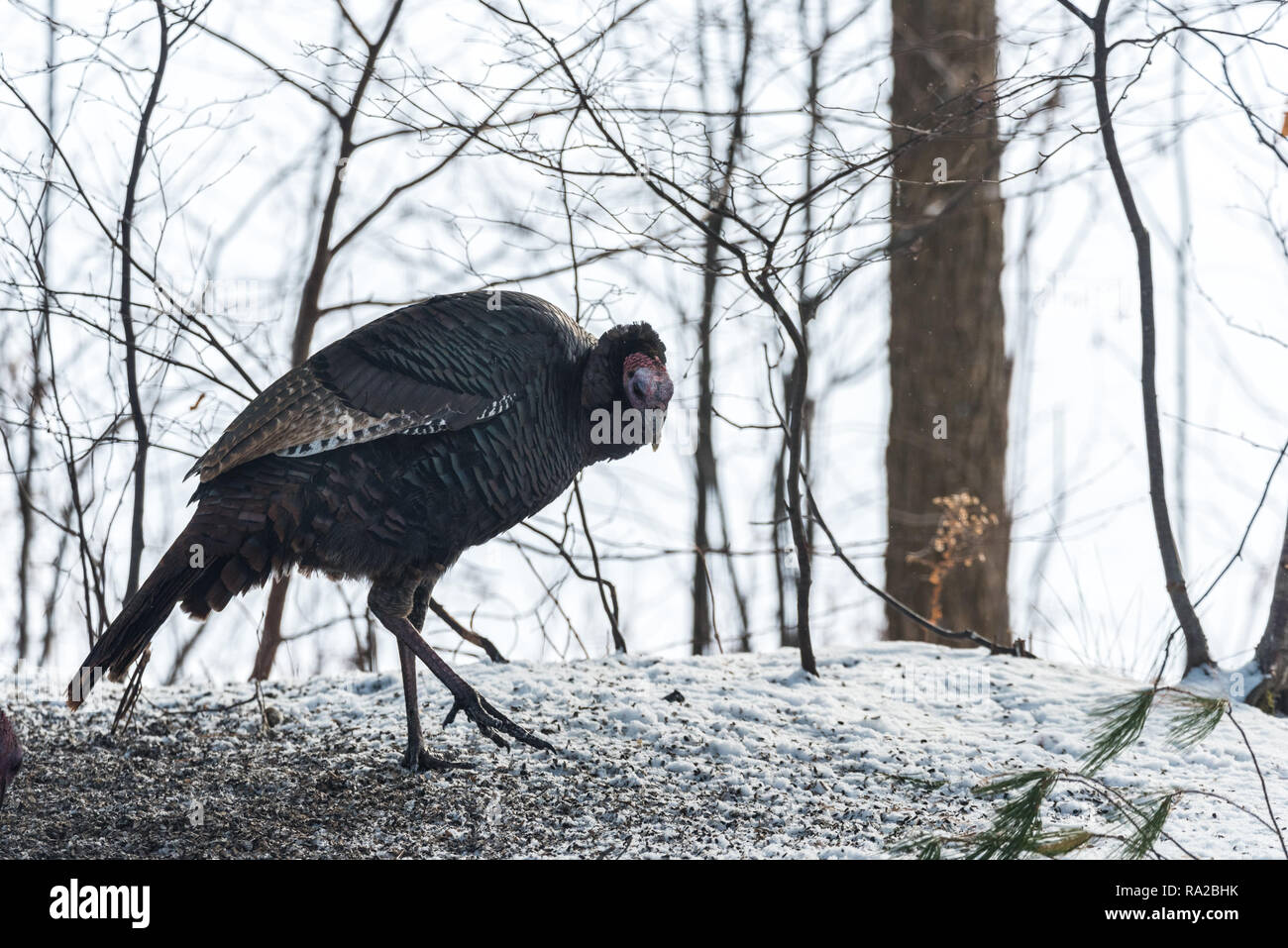 Le Dindon sauvage de l'est (Meleagris gallopavo silvestris) poule dans un bois d'hiver. Banque D'Images