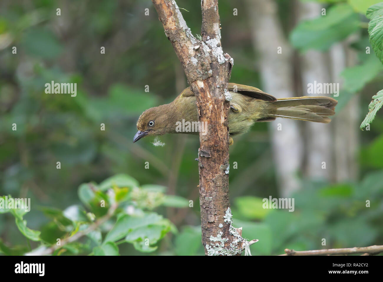 Le Bulbul sombre Banque D'Images