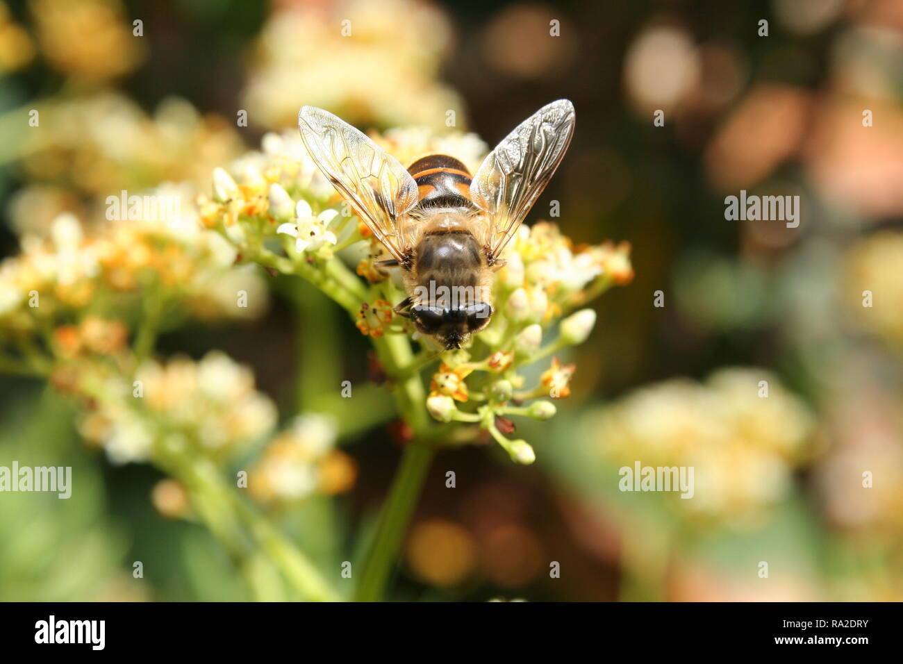 La collecte du pollen d'abeilles indigènes australiens Banque D'Images