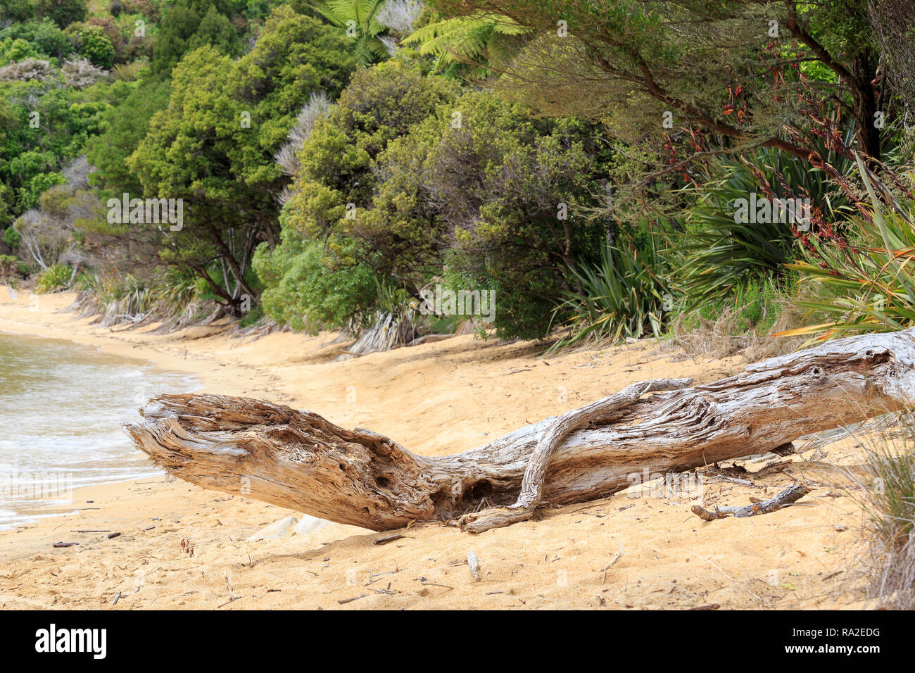 Bois flotté en forme de reptile préhistorique, Te Pukatea beach, Parc National d'Abel Tasman. Banque D'Images