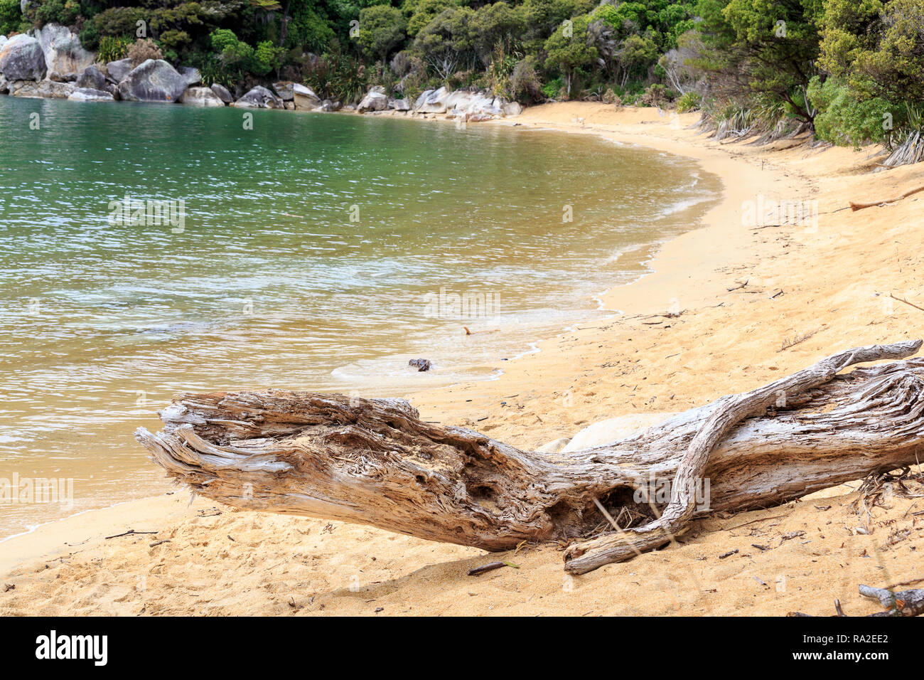 Bois flotté en forme de reptile préhistorique, Te Pukatea beach, Parc National d'Abel Tasman. Banque D'Images
