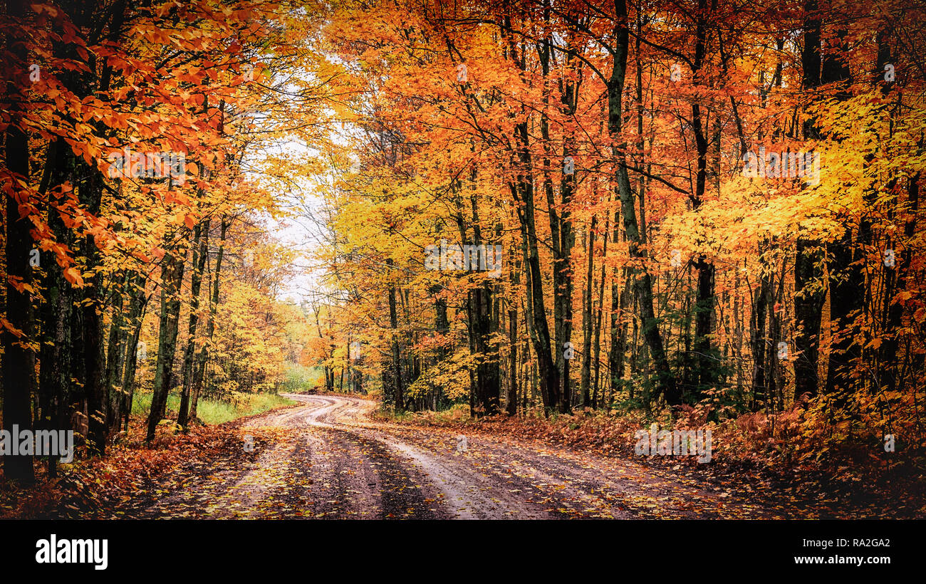 Entraînement de la forêt en automne. Le chemin couvert à Houghton County, Michigan. Les couleurs de l'automne Saison de fond avec l'espace de copie. Banque D'Images