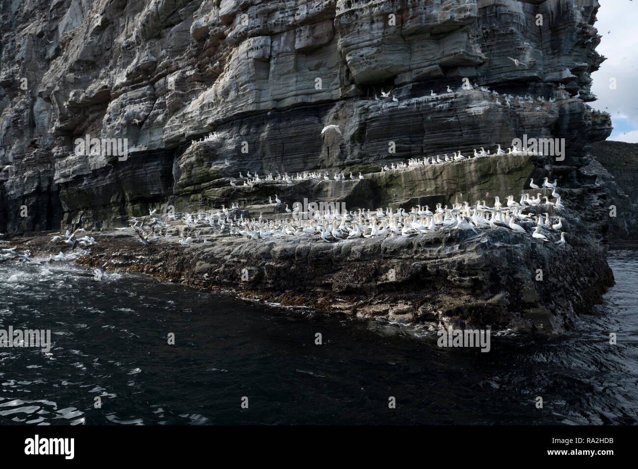 Rock formations sur l'île de Noss dans les îles Shetland de l'Ecosse par un beau jour ensoleillé rempli de milliers d'oiseaux nicheurs Banque D'Images