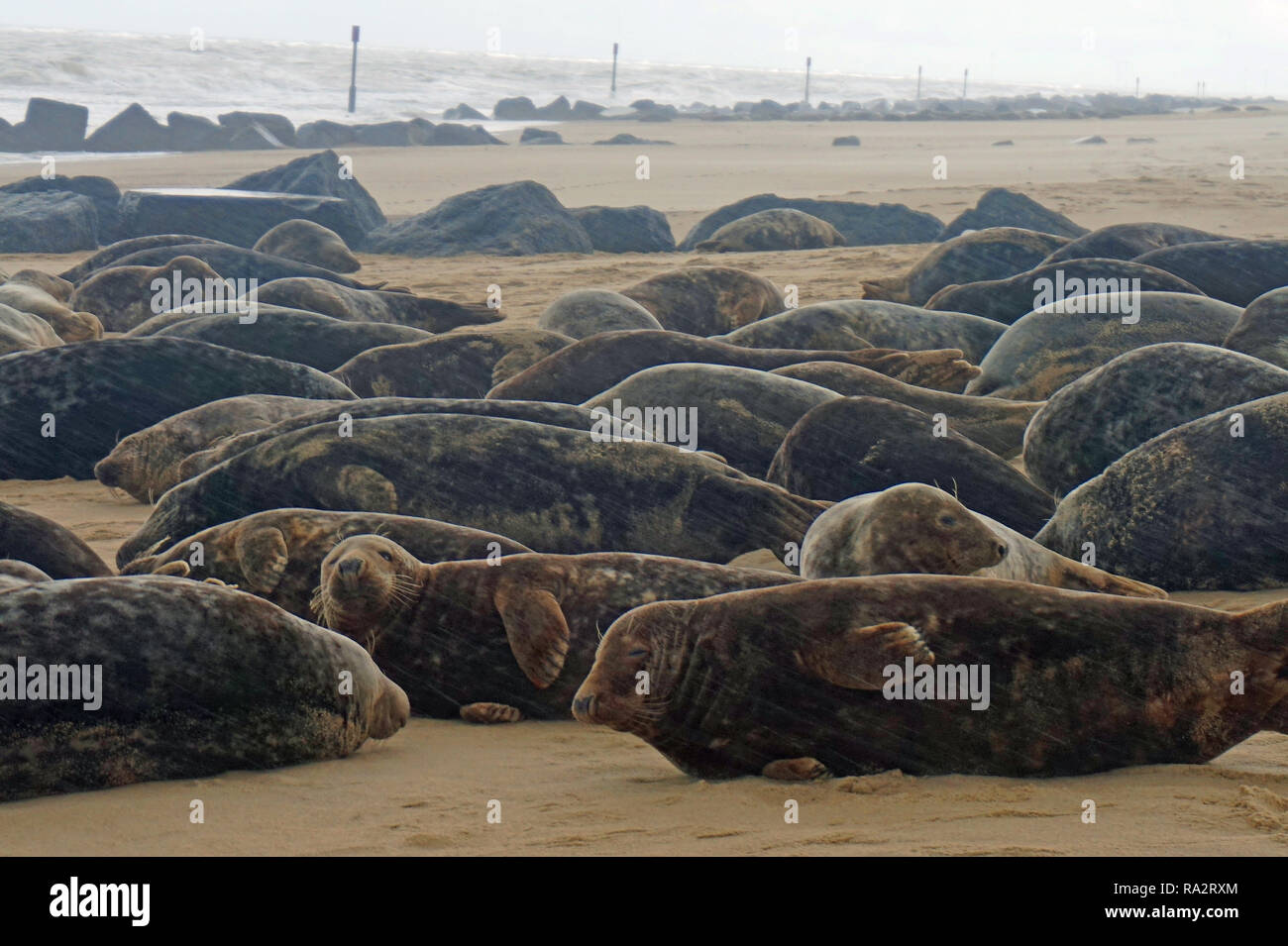 Colonie de phoques gris à Horsey, Norfolk en novembre 2018 Banque D'Images