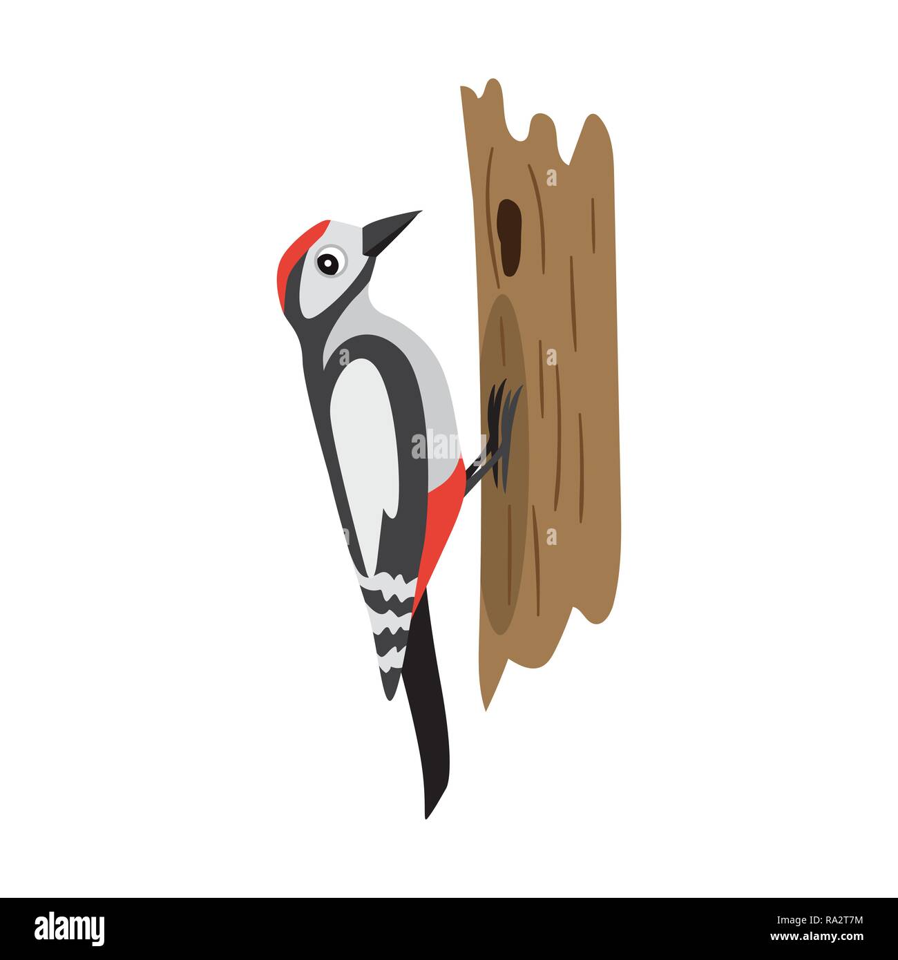 Oiseaux forestiers colorés, woodpecker sitting on tree, isolé Illustration de Vecteur