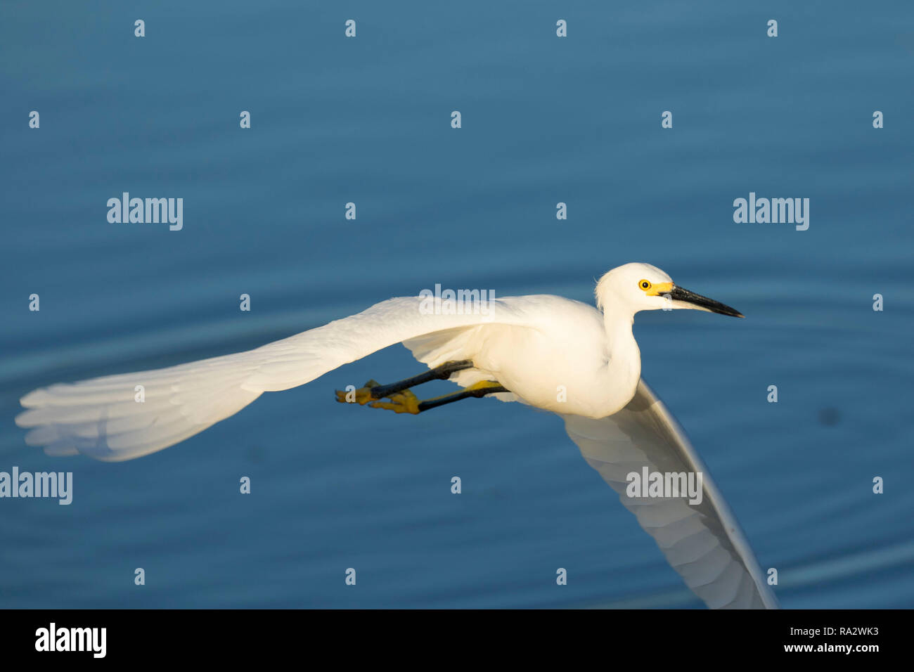 Aigrette neigeuse (Egretta thula), Wakodahatchee Wetlands, Delray Beach, Floride Banque D'Images